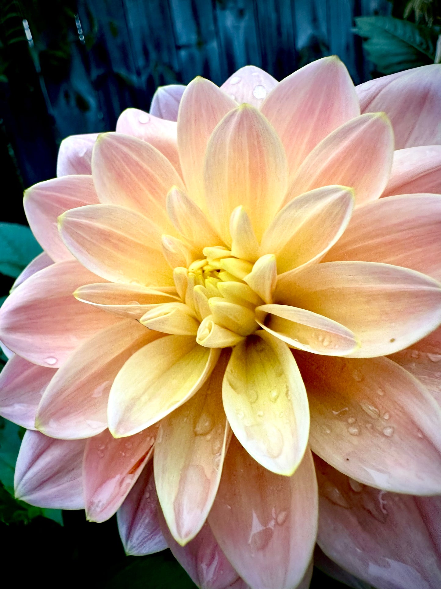 Mister Frans - Waterlily Dahlia Tuber