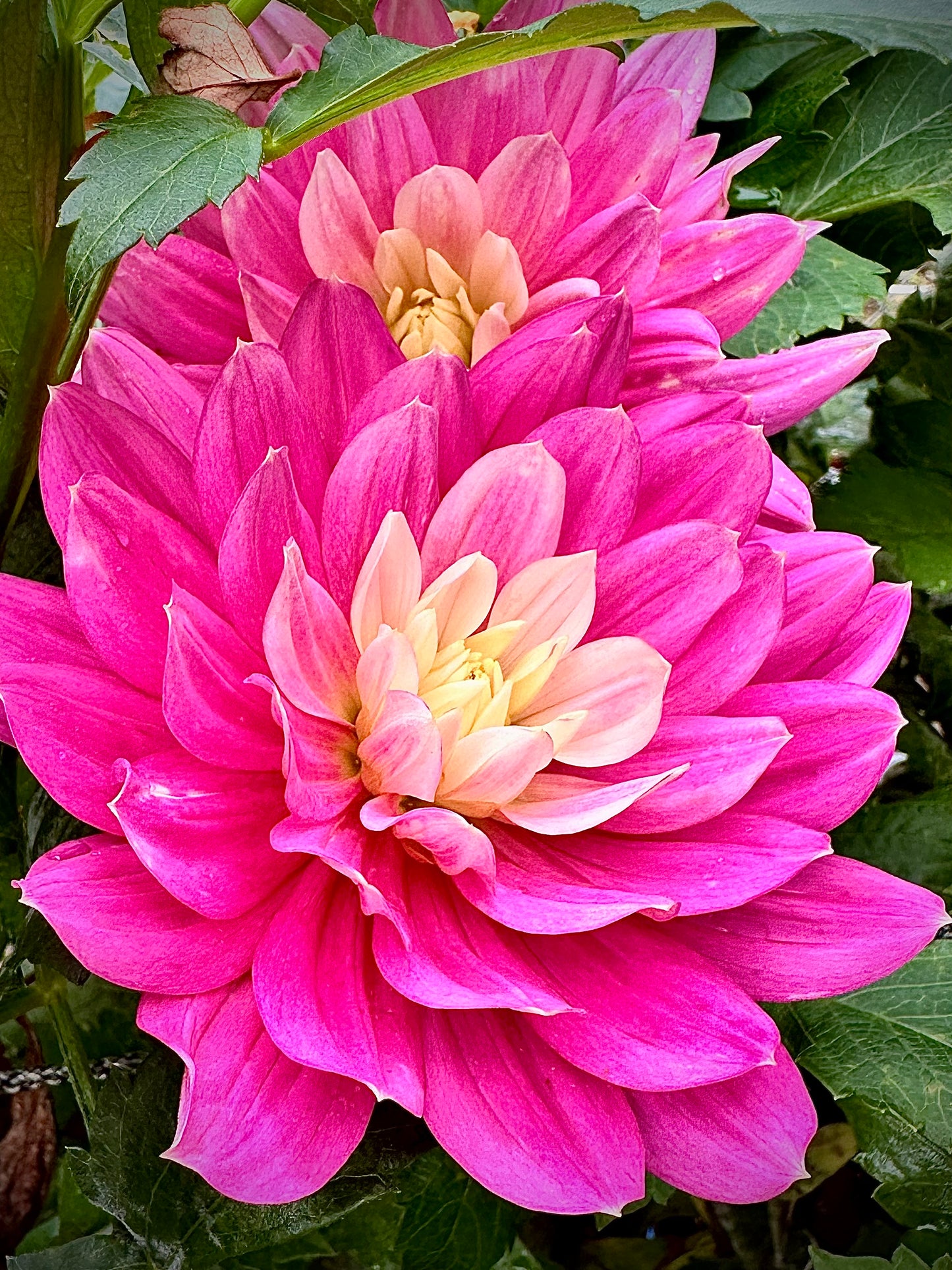 Hollyhill Pink Martini - Waterlily Dahlia Tuber