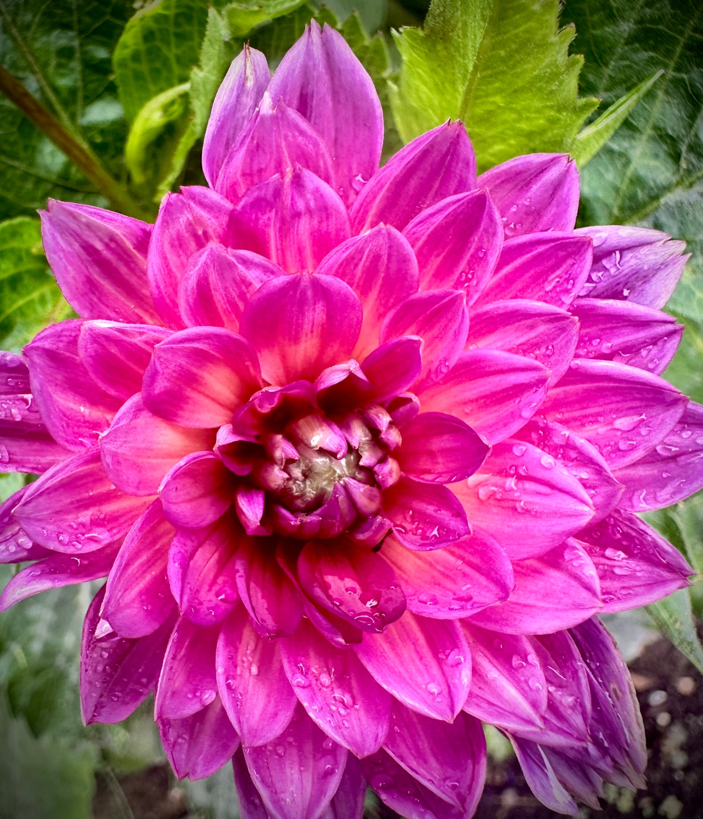 Sandia Nocturne - Waterlily Dahlia Tuber