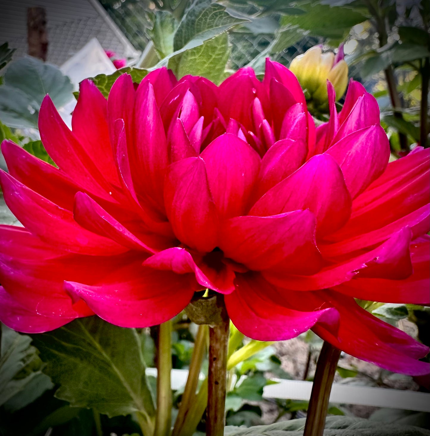Hollyhill Pandora - Waterlily Dahlia Tuber