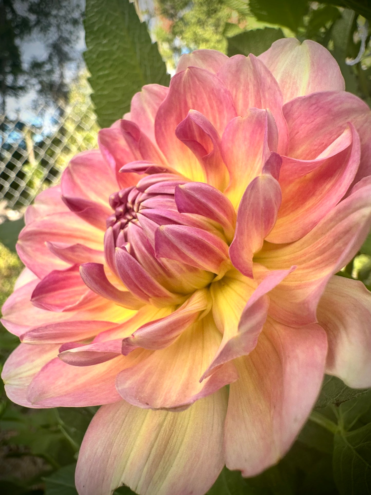 Hapet Old Charm - Waterlily Dahlia Tuber