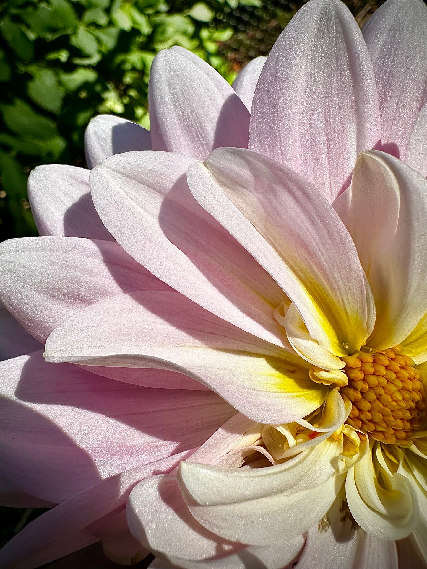 Bracken Ballerina - Waterlily Dahlia Tuber