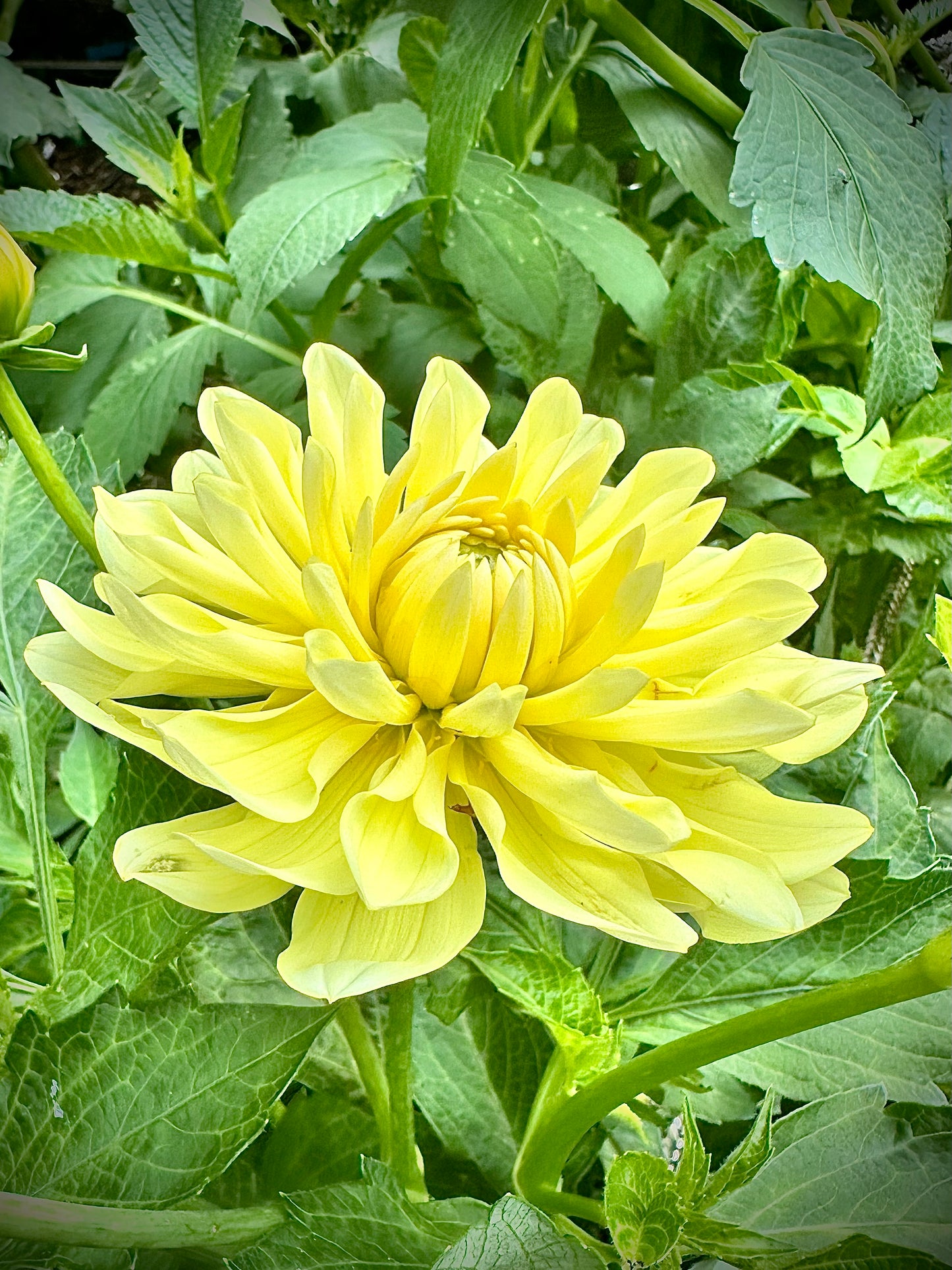 Sandia Joy - Waterlily Dahlia Tuber
