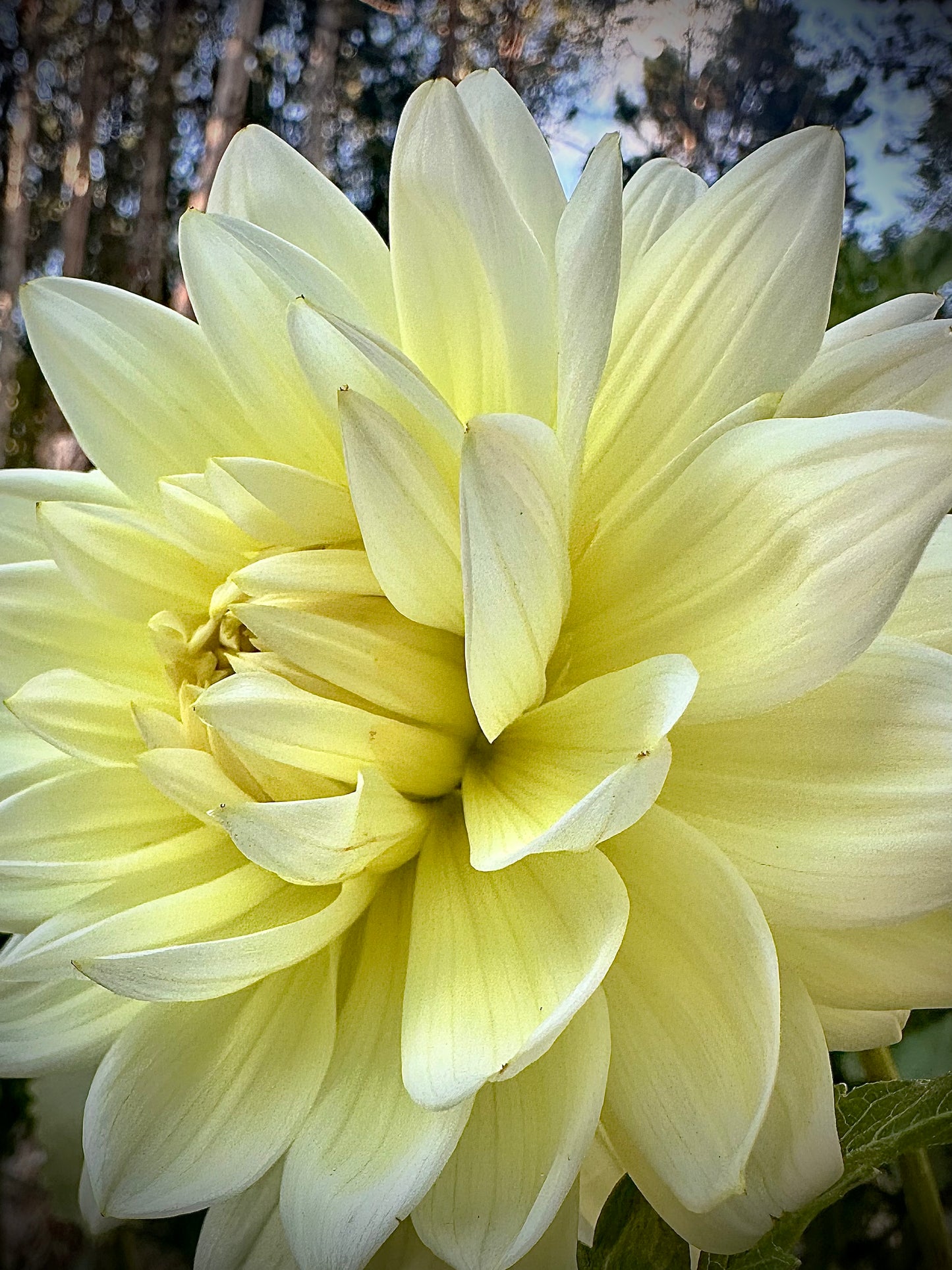 Sandia Showboat - Waterlily Dahlia Tuber