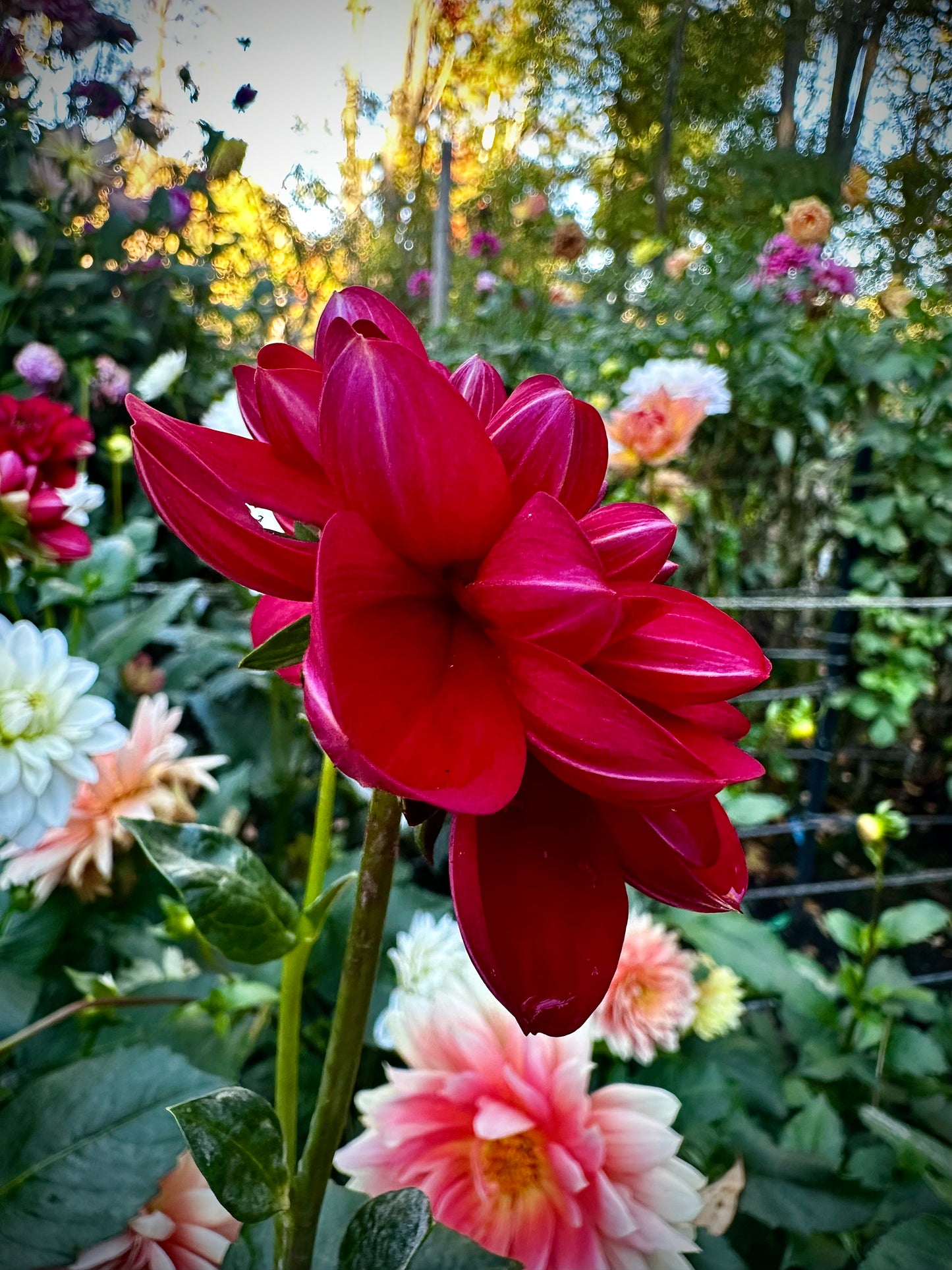 Javier G - Waterlily Dahlia Tuber