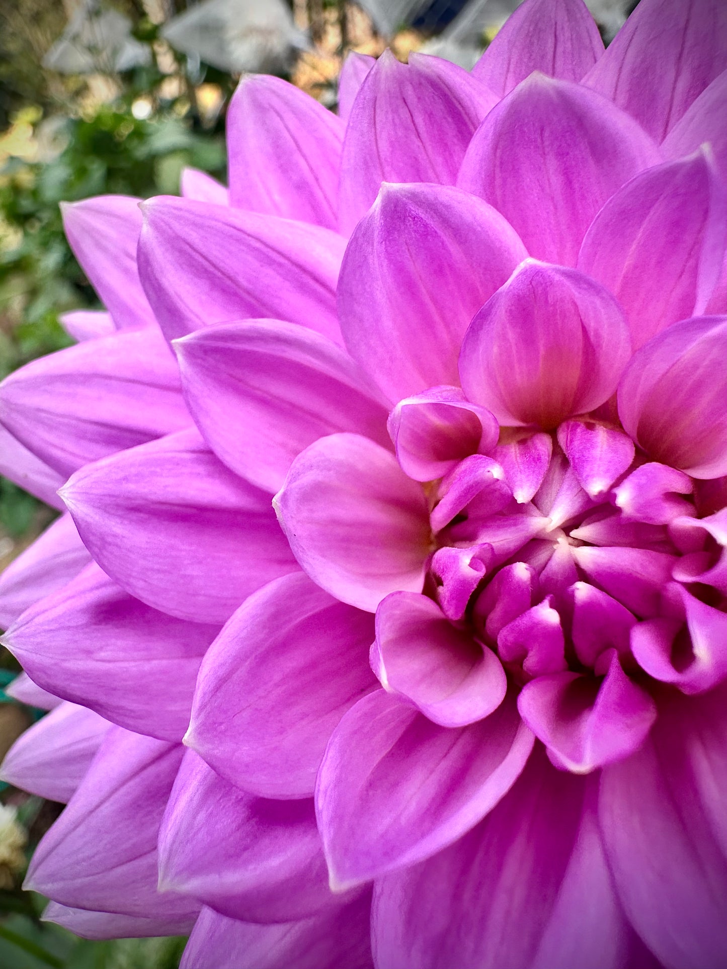Kari Blue - Waterlily Dahlia Tuber