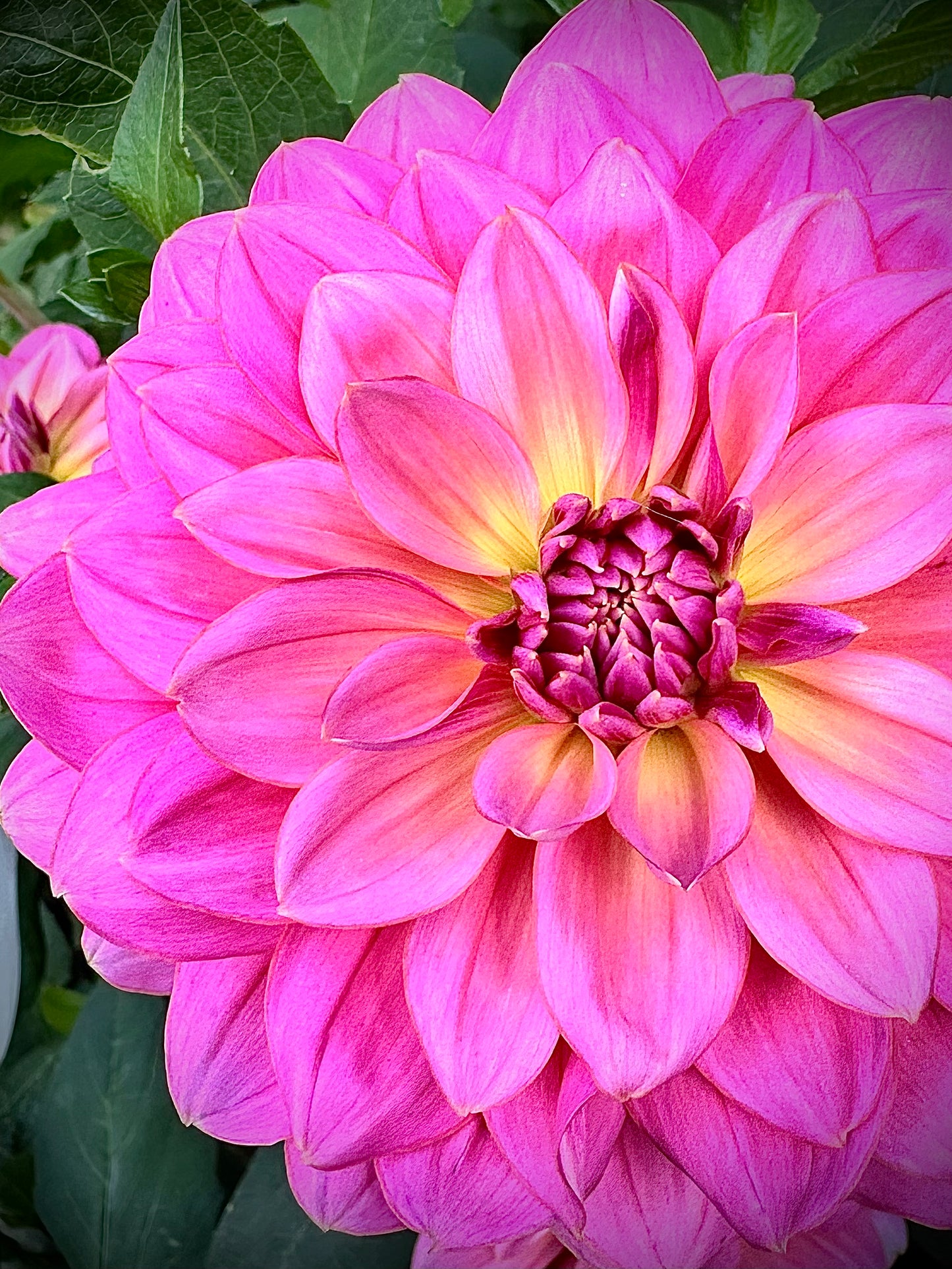 Bracken Aquarius - Waterlily Dahlia Tuber