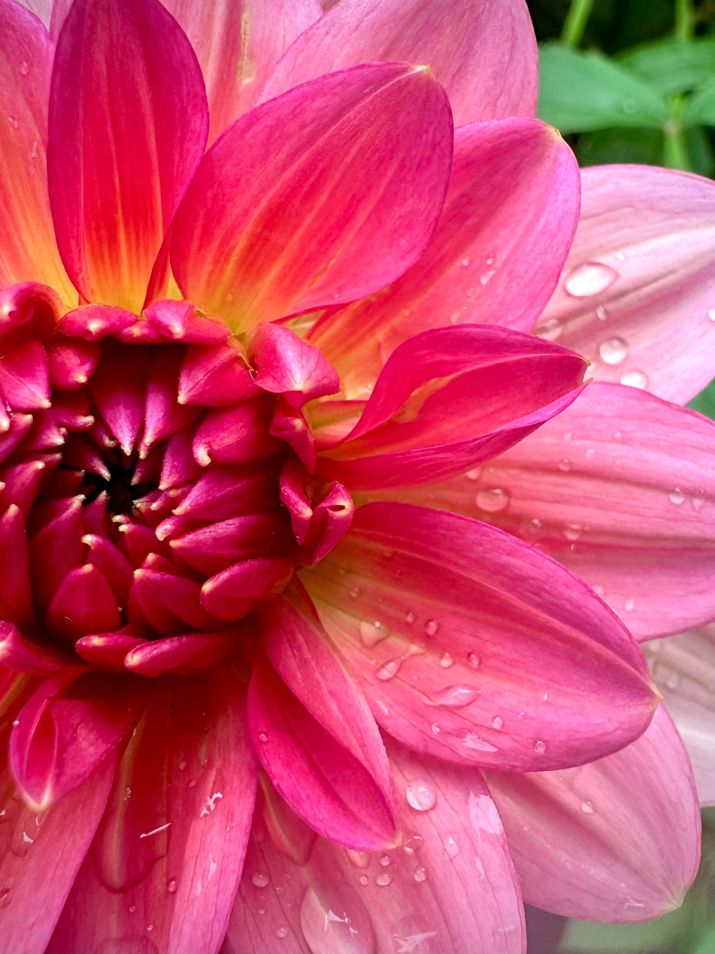 Sourire De Crozon - Waterlily Dahlia Tuber