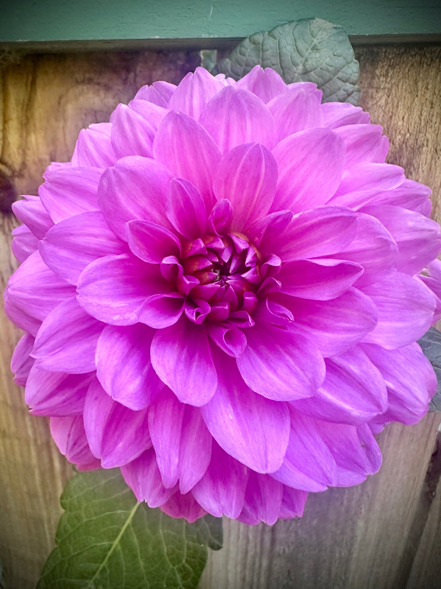 Karma Lagoon - Waterlily Dahlia Tuber