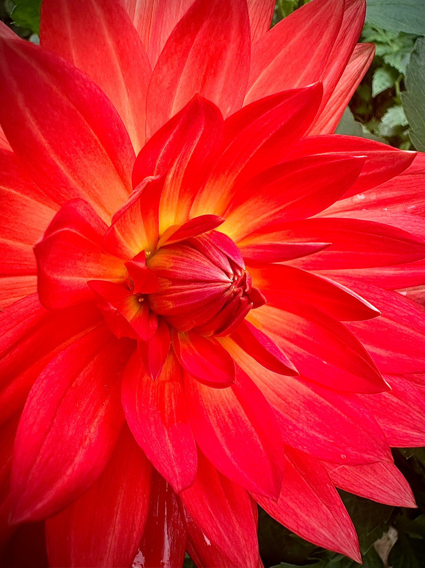 Grace Rushton - Waterlily Dahlia Tuber
