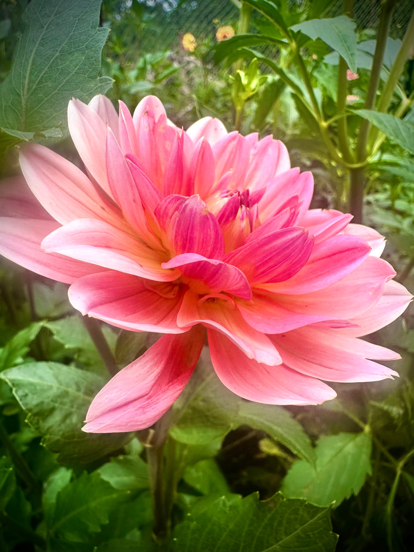 Twiggy - Waterlily Dahlia Tuber