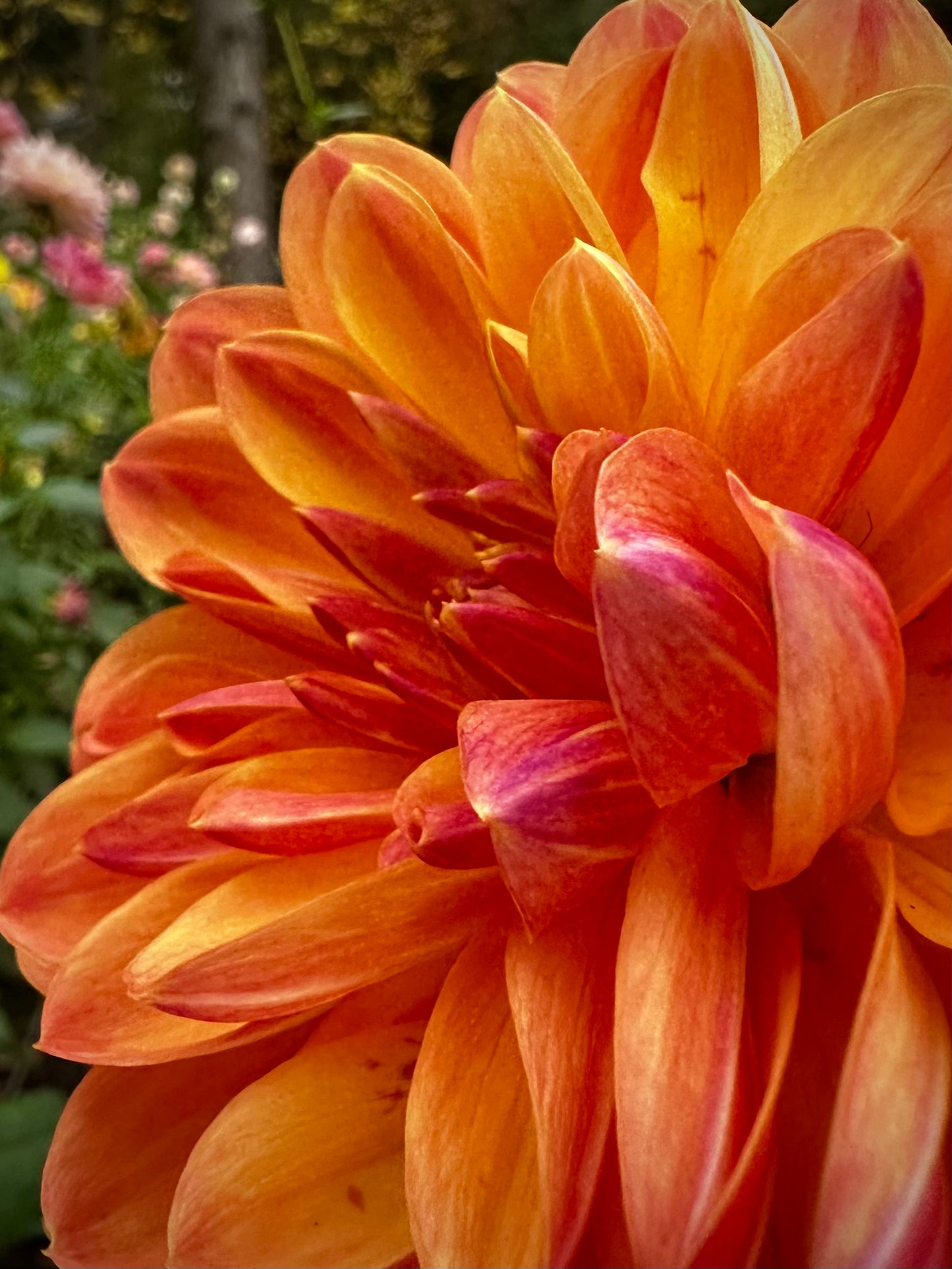 Pam Howden - Waterlily Dahlia Tuber