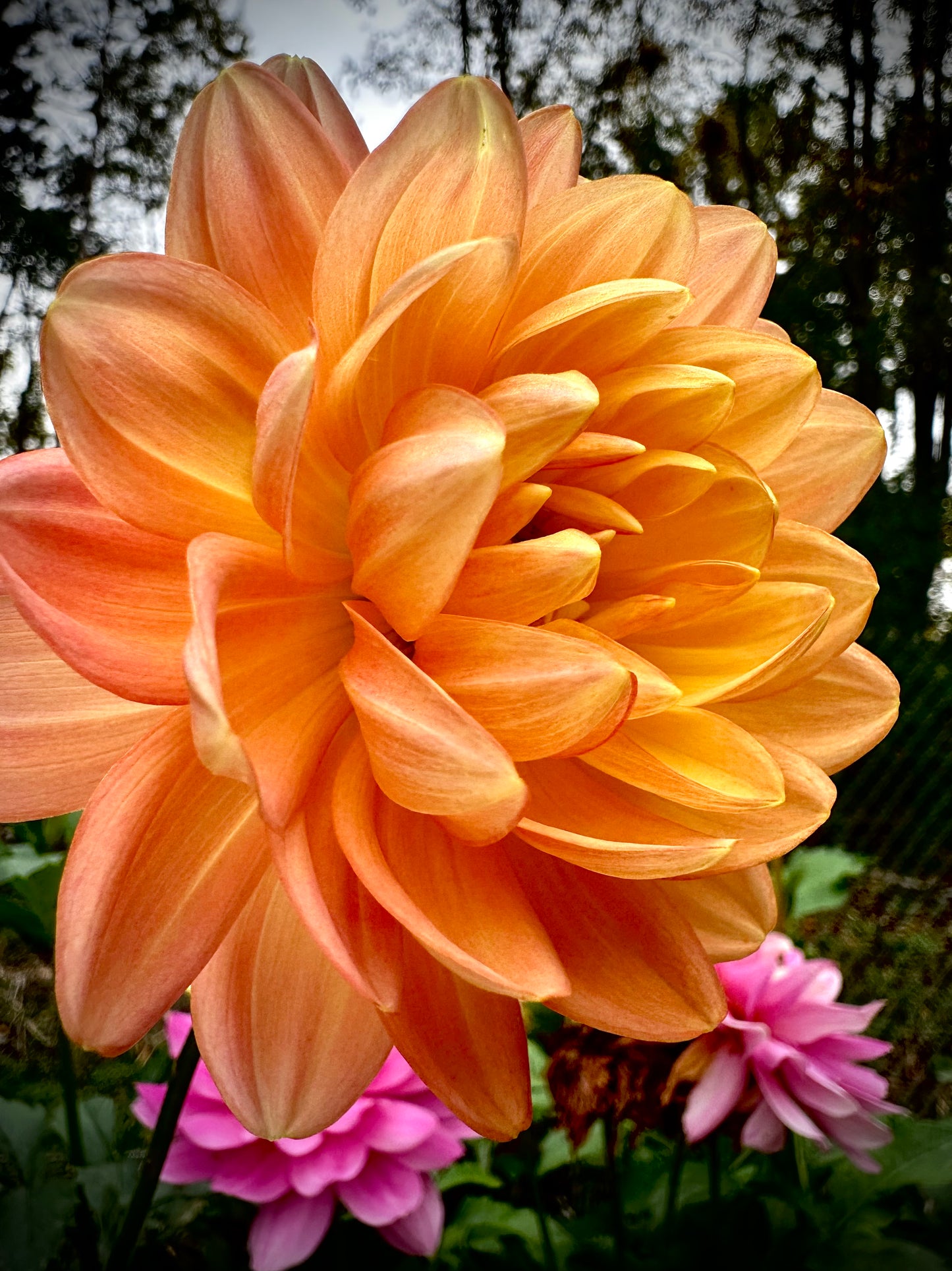 Sandia Susan - Waterlily Dahlia Tuber