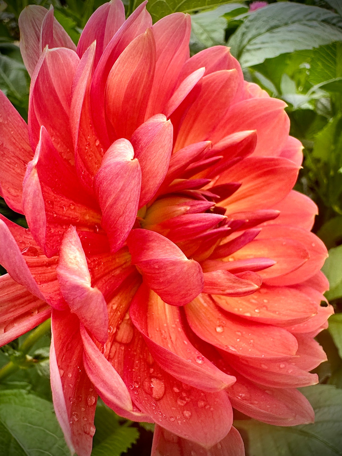 Hollyhill Daydream - Waterlily Dahlia Tuber