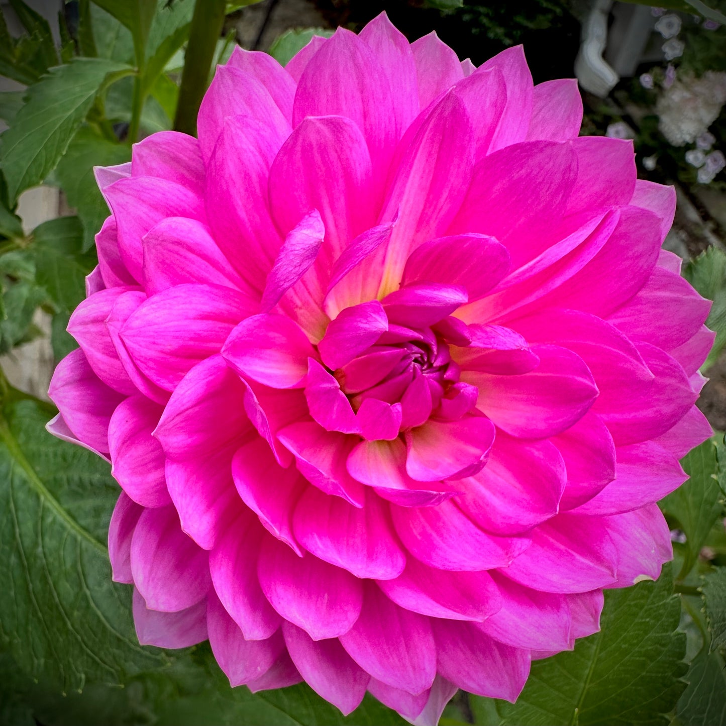 Sandia Cancan - Waterlily Dahlia Tuber
