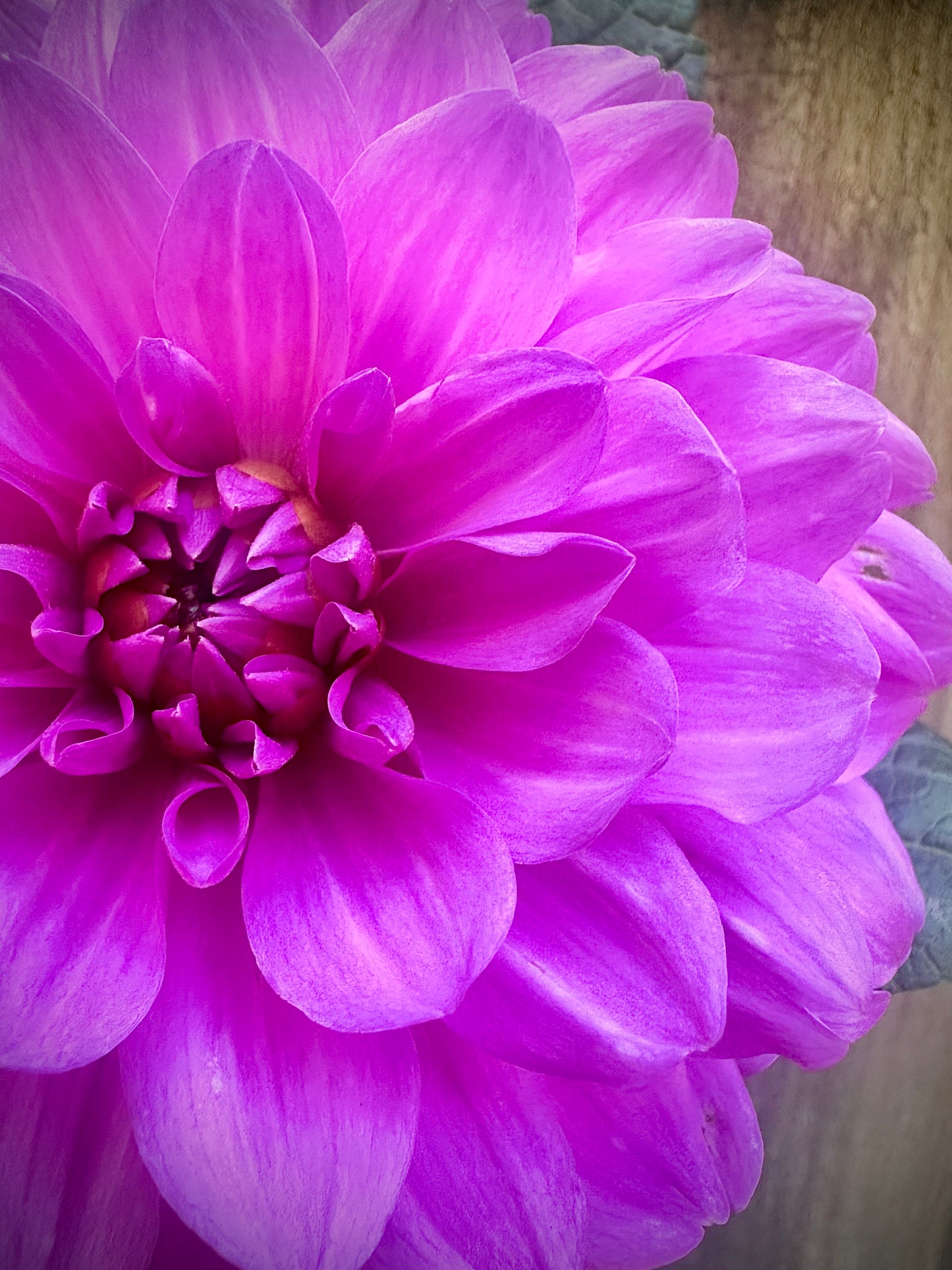 Karma Lagoon - Waterlily Dahlia Tuber