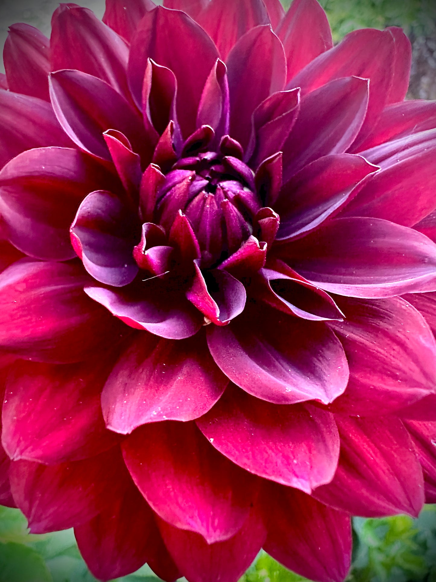 Hollyhill Black Widow - Waterlily Dahlia Tuber