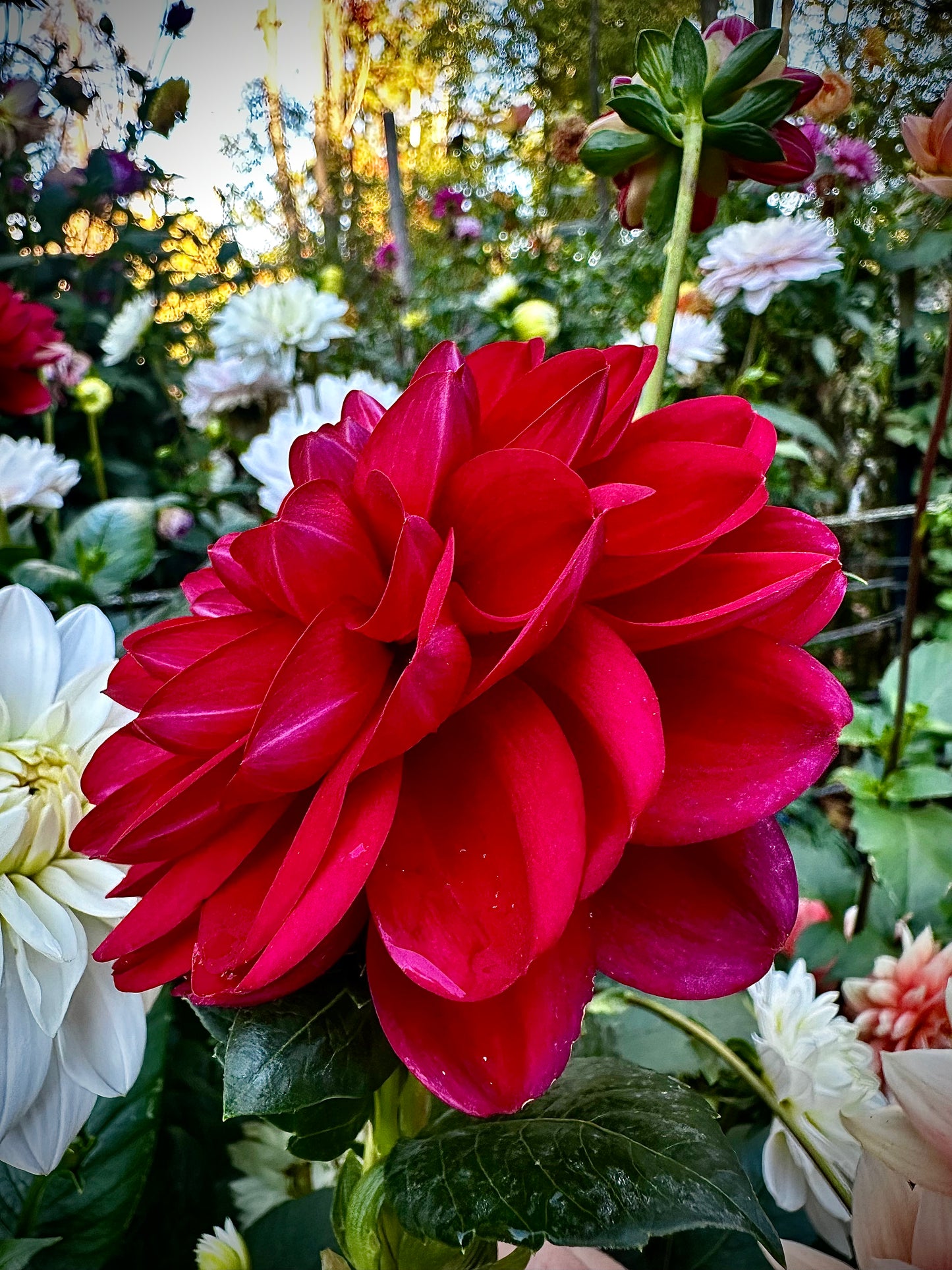 Javier G - Waterlily Dahlia Tuber
