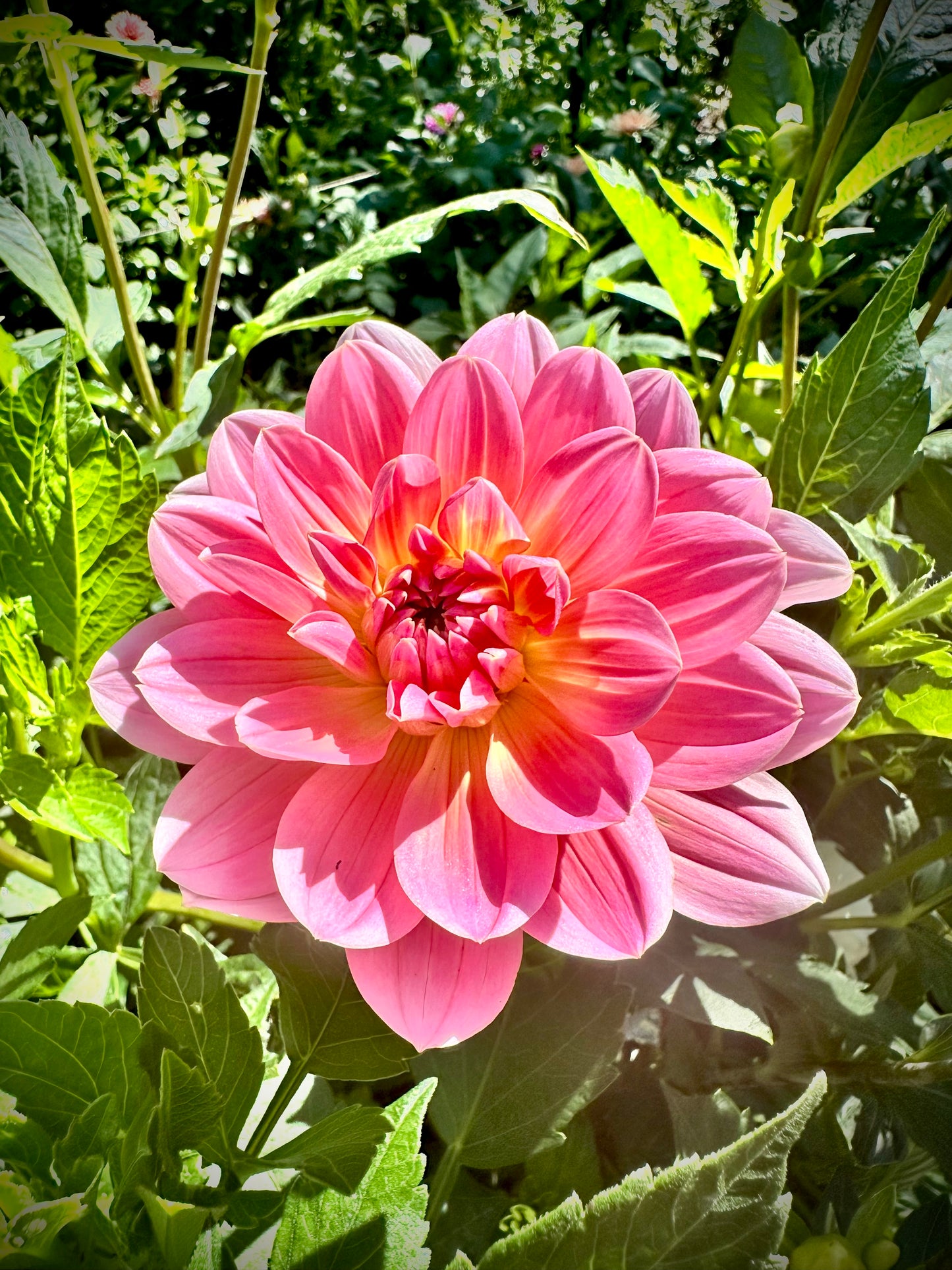 Twiggy - Waterlily Dahlia Tuber