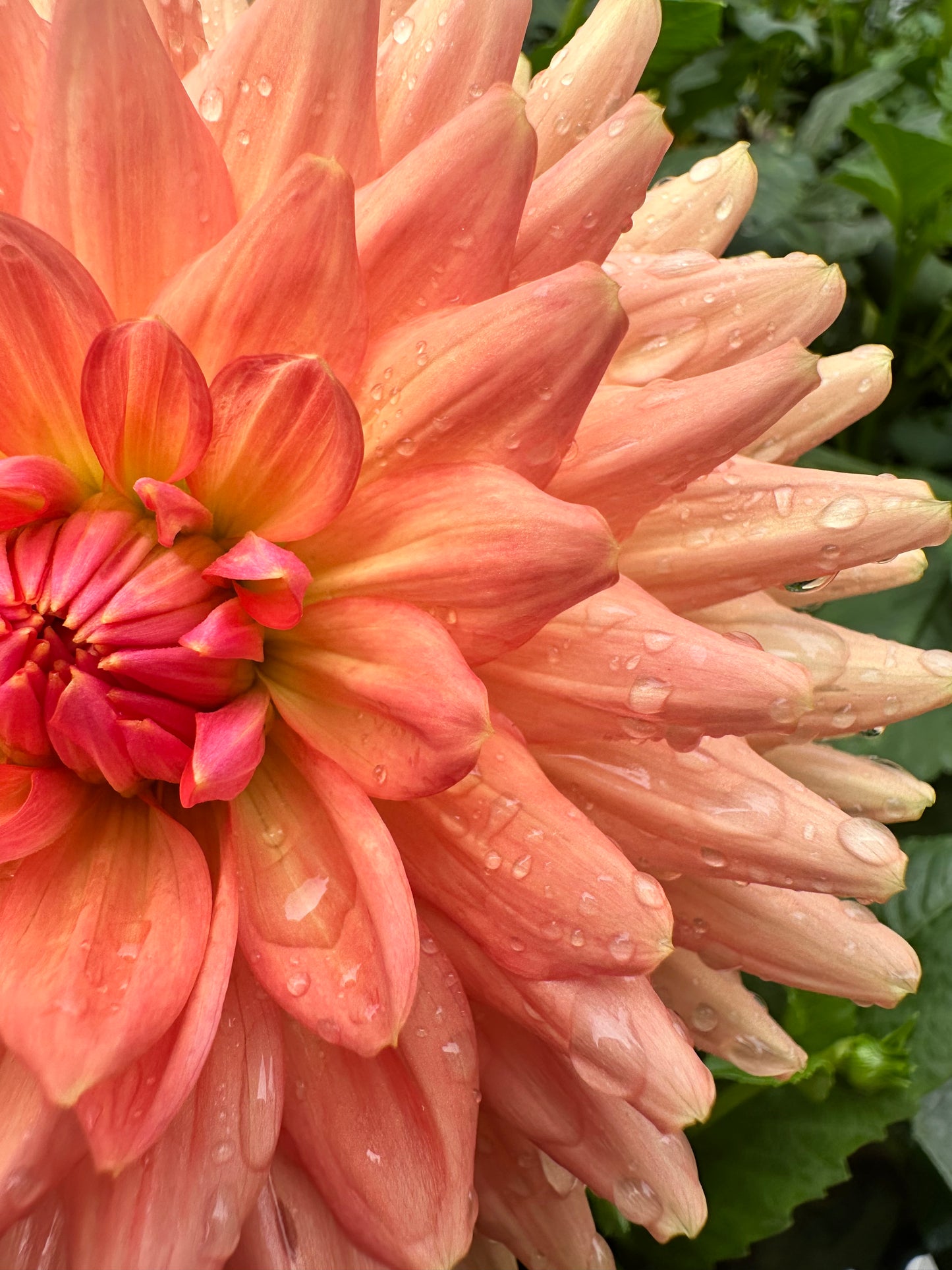 Fawn - Waterlily Dahlia Tuber