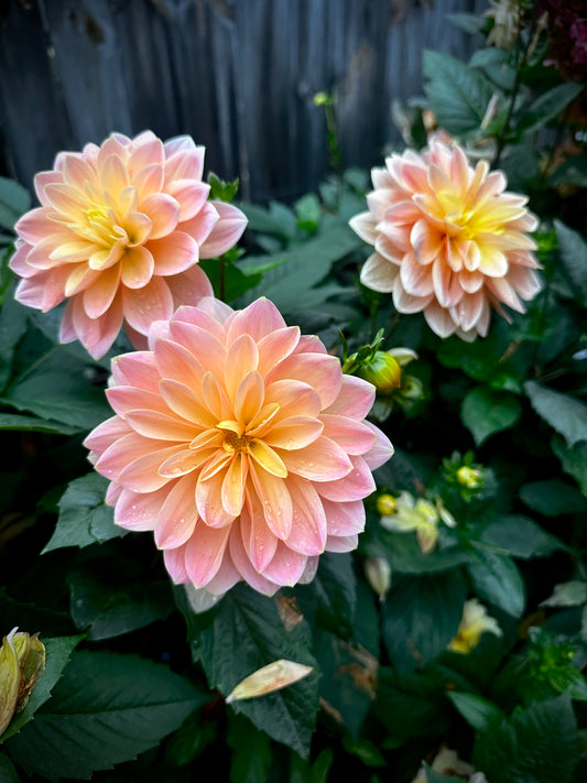 Mister Frans - Waterlily Dahlia Tuber