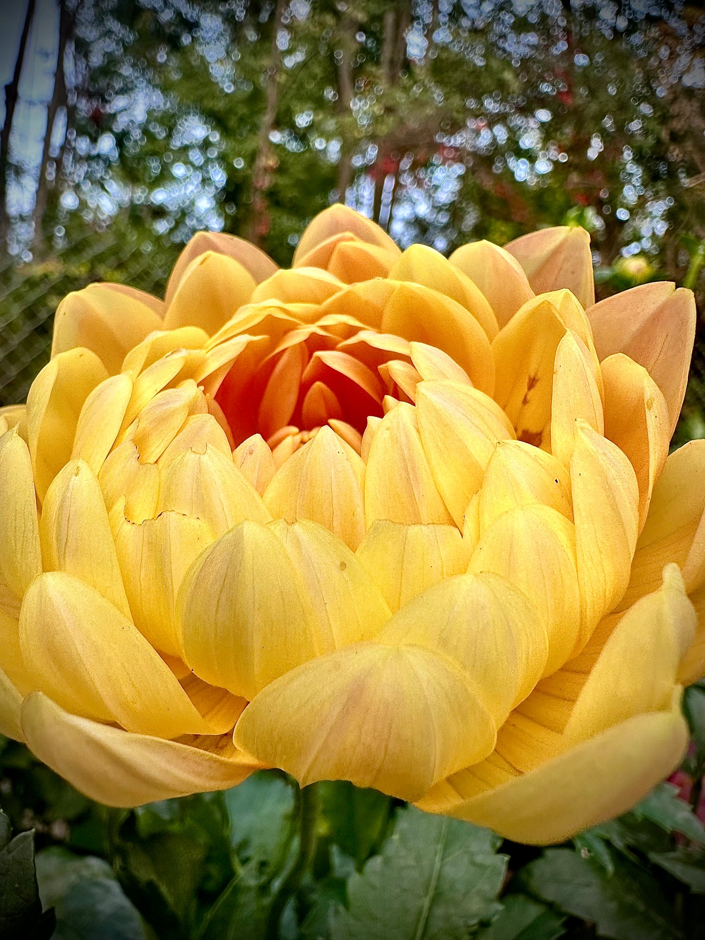 Sandia Susan - Waterlily Dahlia Tuber