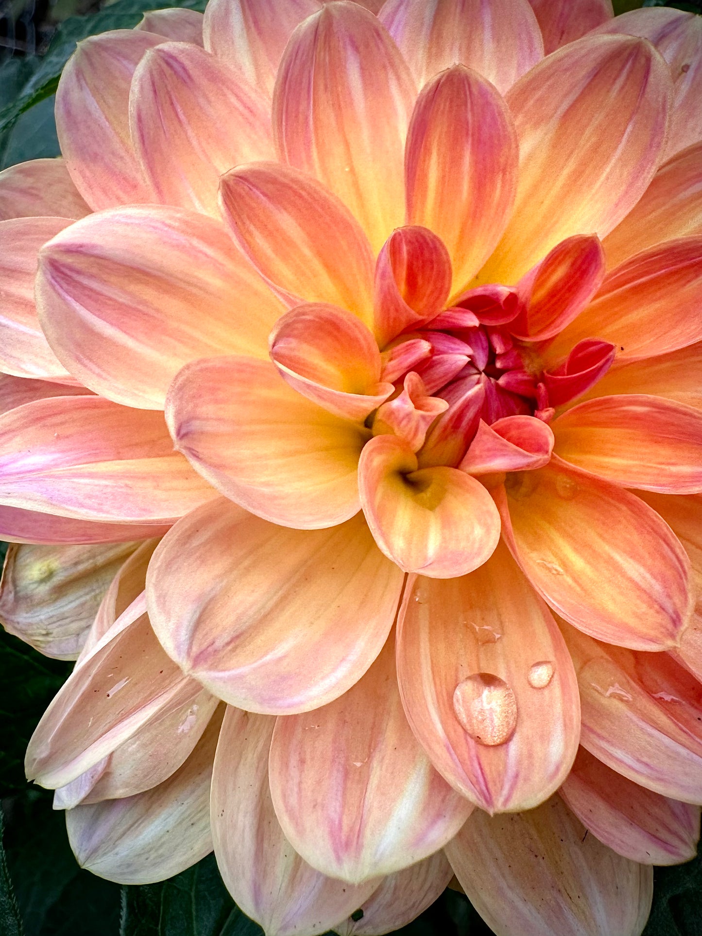 Oregon Sunset - Waterlily Dahlia Tuber