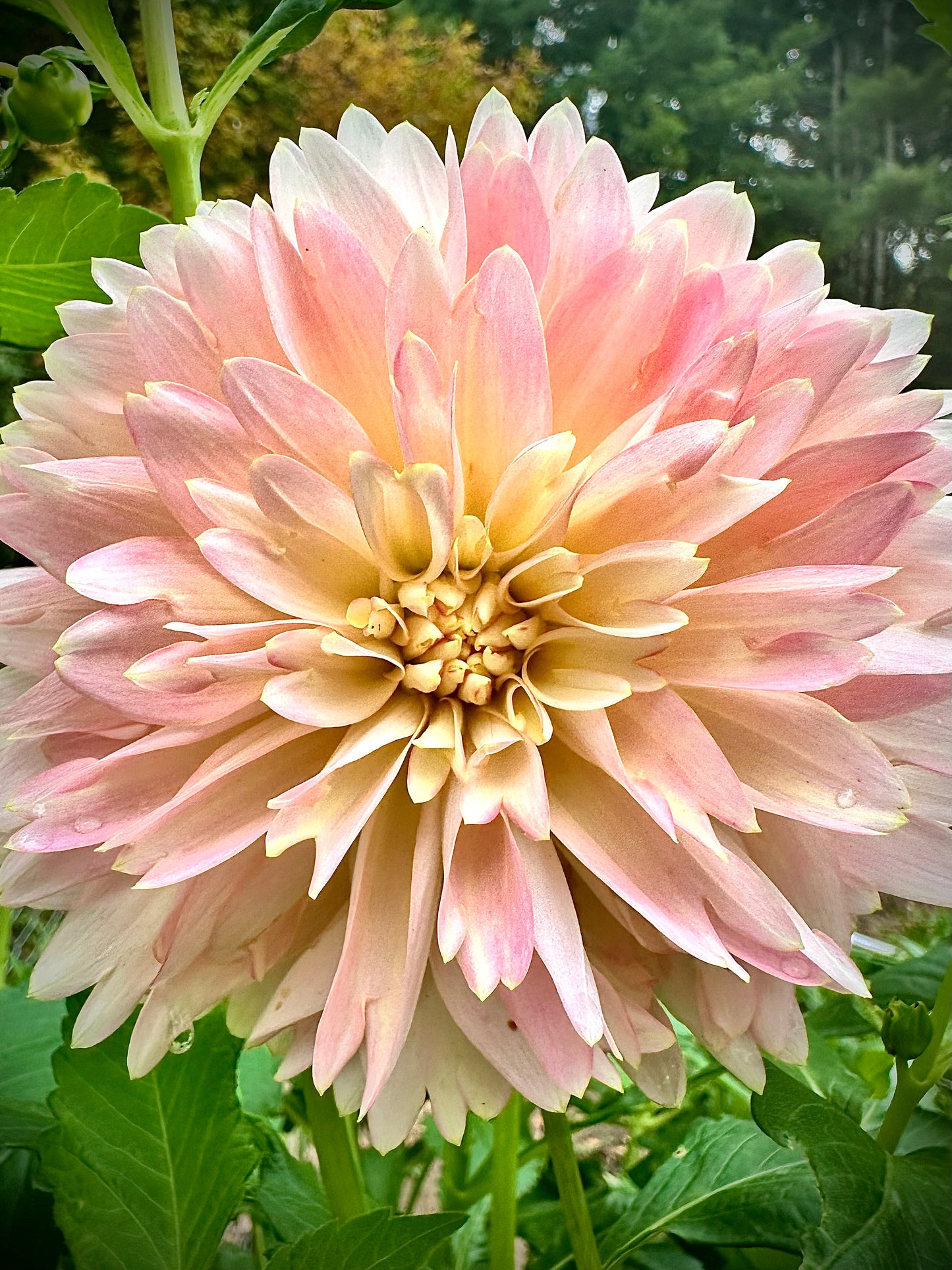 Rosemary Webb - Waterlily Dahlia Tuber