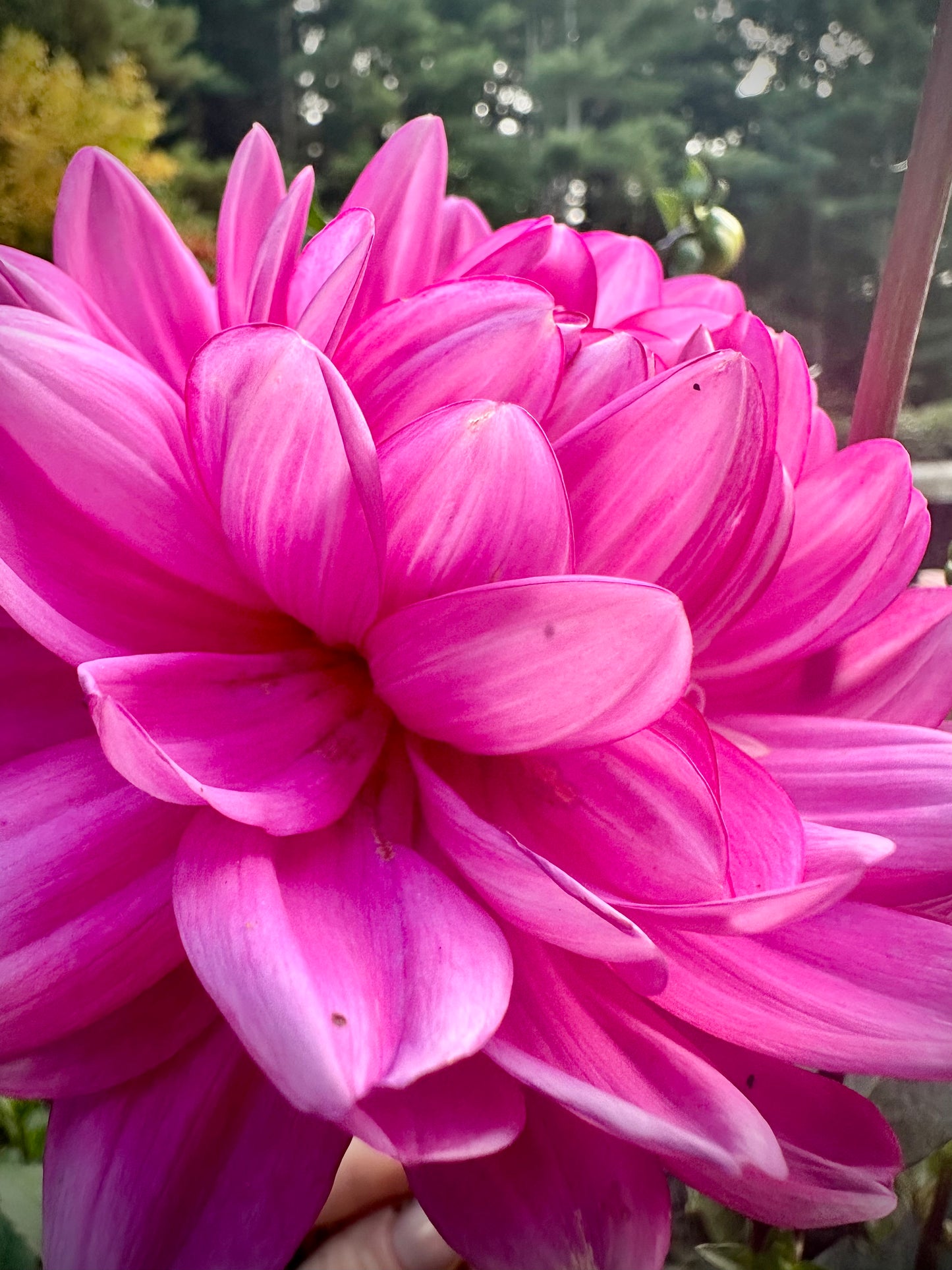 Sandia Lillian - Waterlily Dahlia Tuber