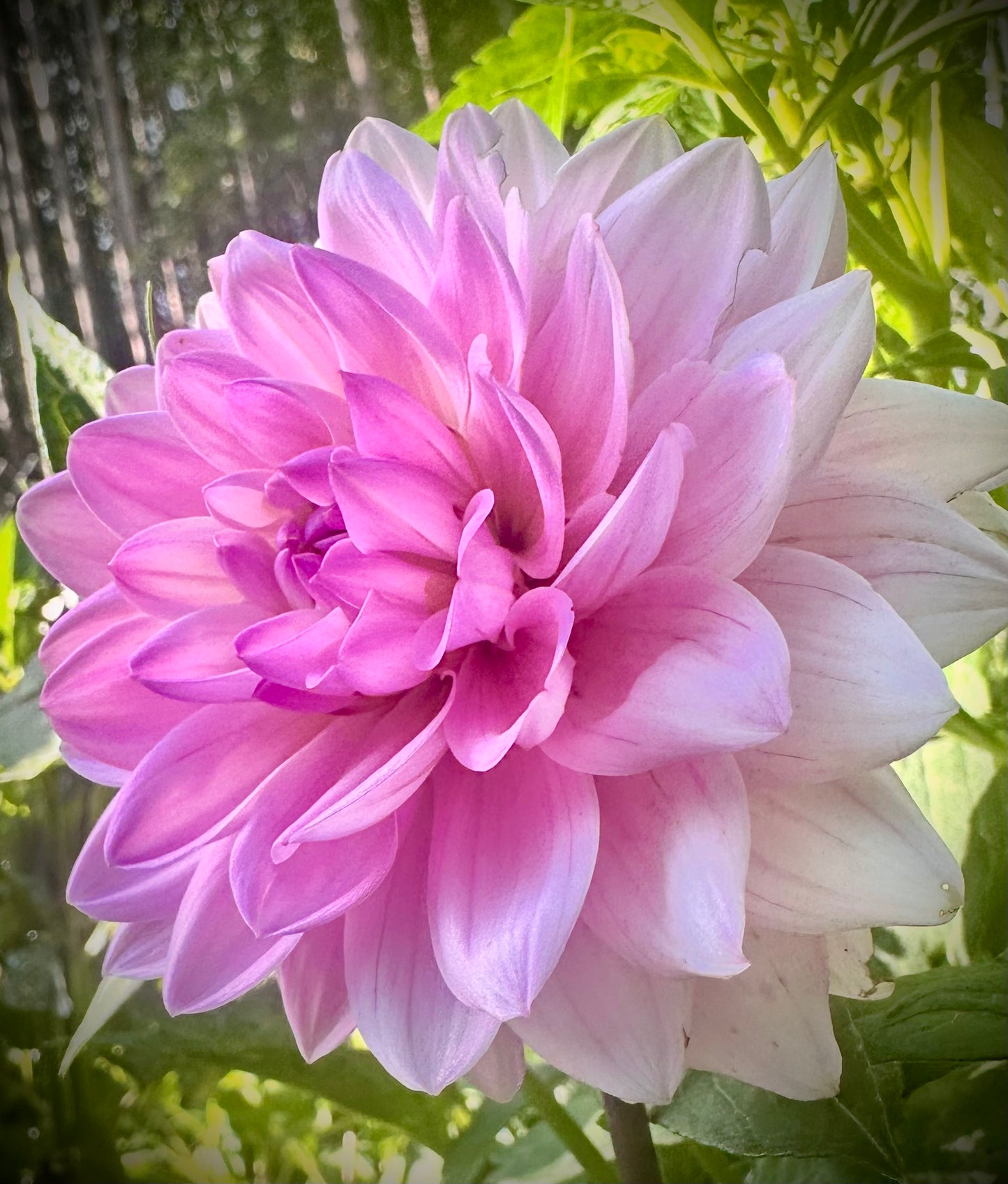 Karma Prospero - Waterlily Dahlia Tuber