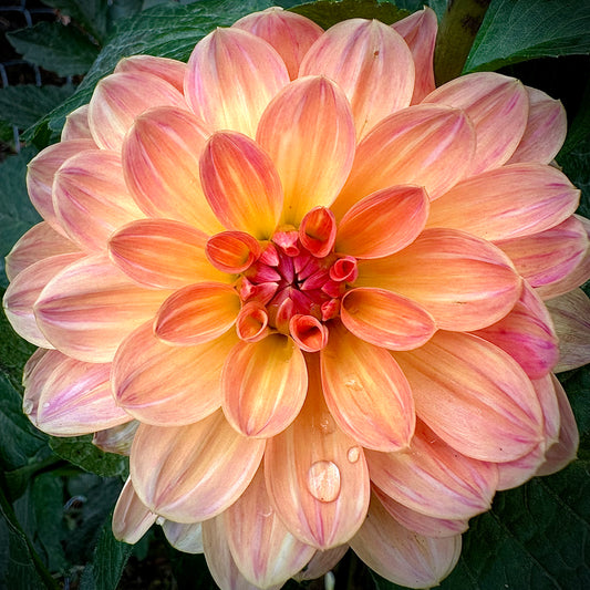 Oregon Sunset - Waterlily Dahlia Tuber