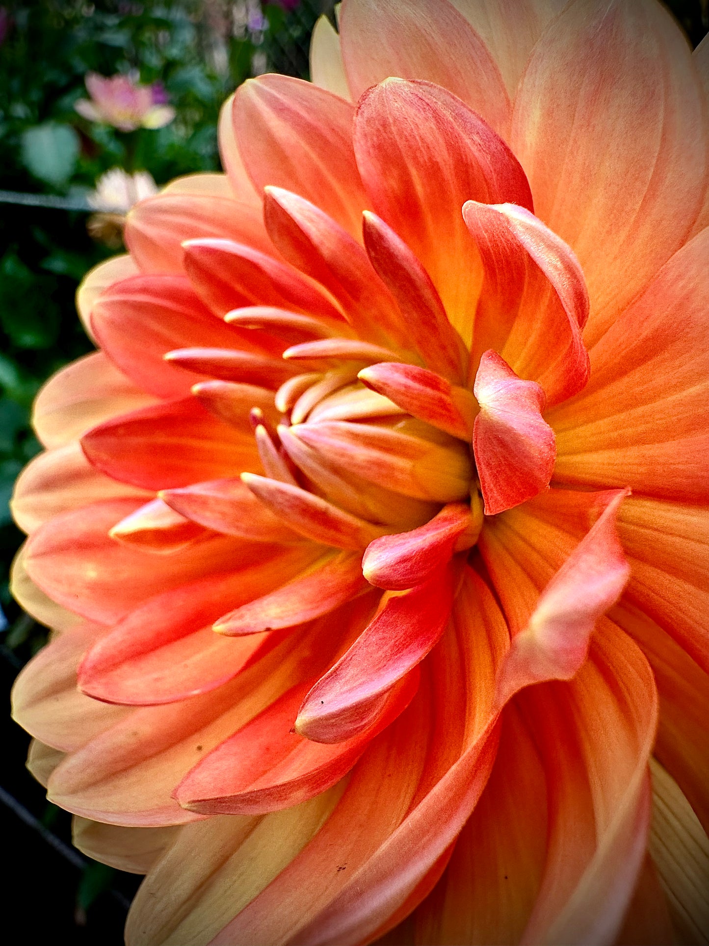 Sandia Susan - Waterlily Dahlia Tuber