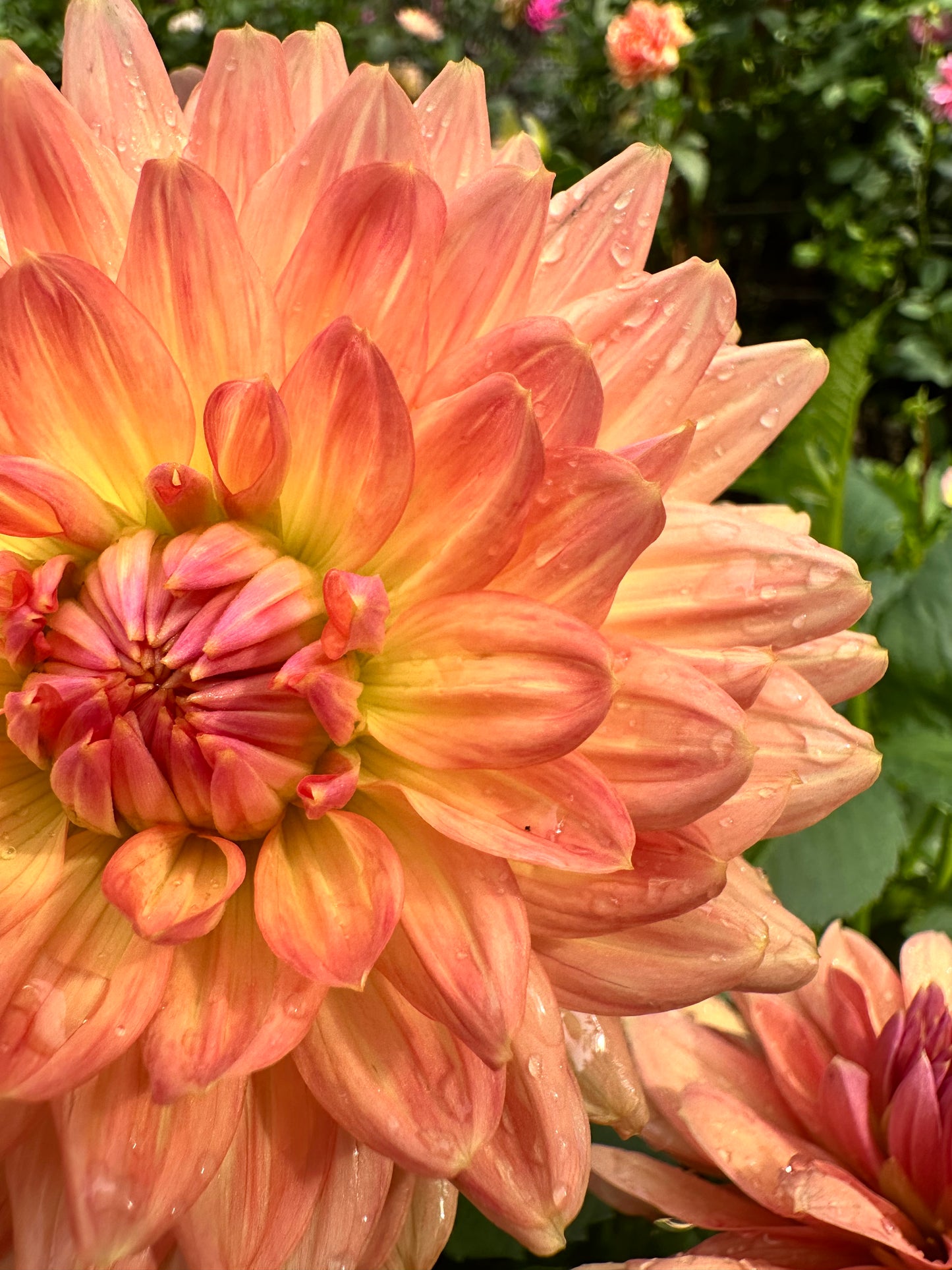 Fawn - Waterlily Dahlia Tuber