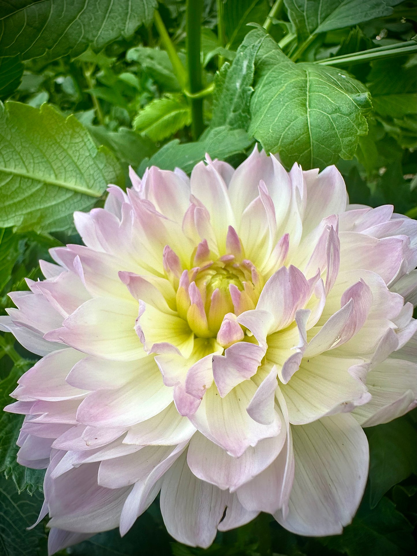 Hollyhill Lilibet - Waterlily Dahlia Tuber