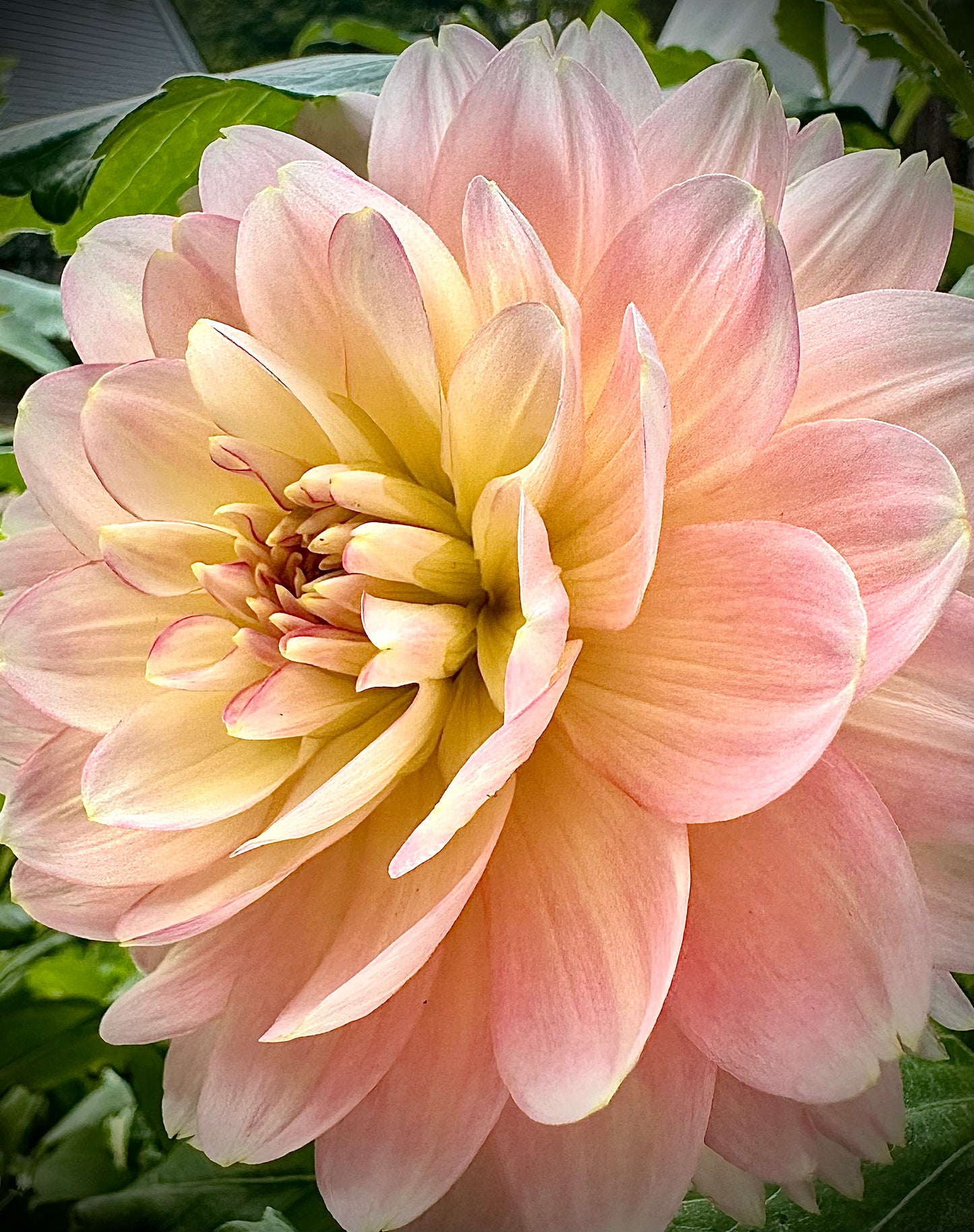 Rosemary Webb - Waterlily Dahlia Tuber