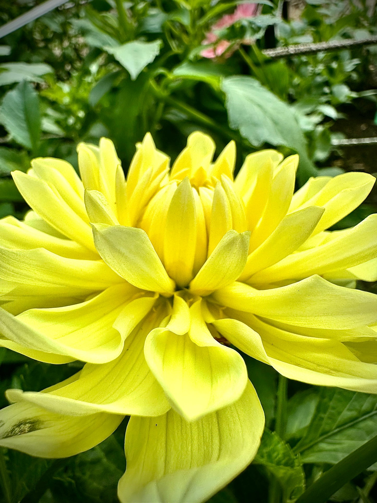 Sandia Joy - Waterlily Dahlia Tuber