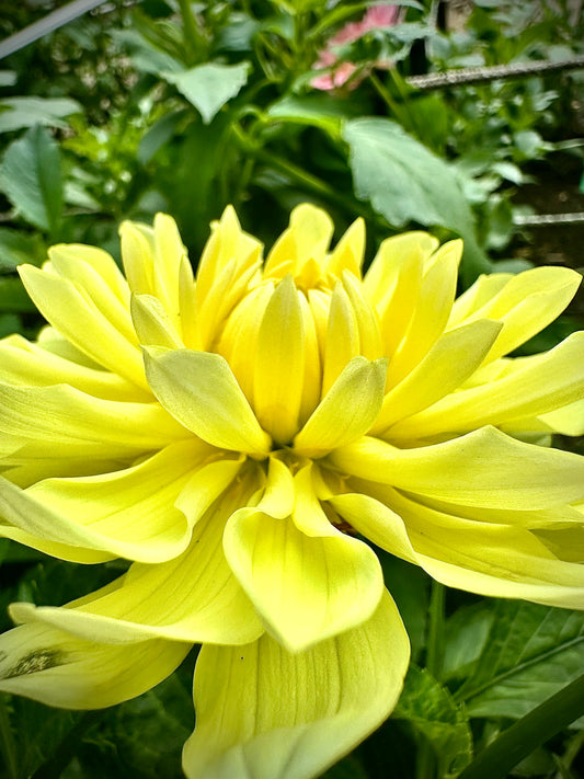 Sandia Joy - Waterlily Dahlia Tuber