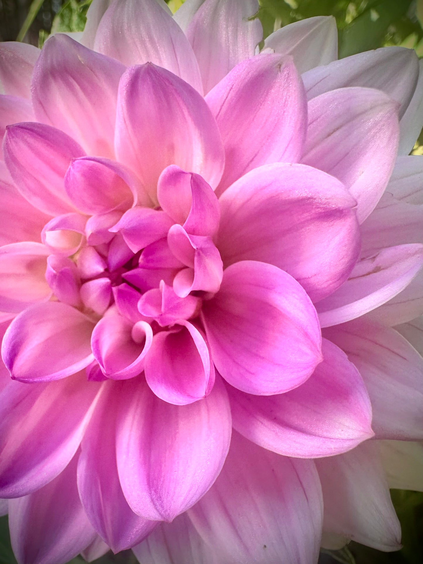 Karma Prospero - Waterlily Dahlia Tuber