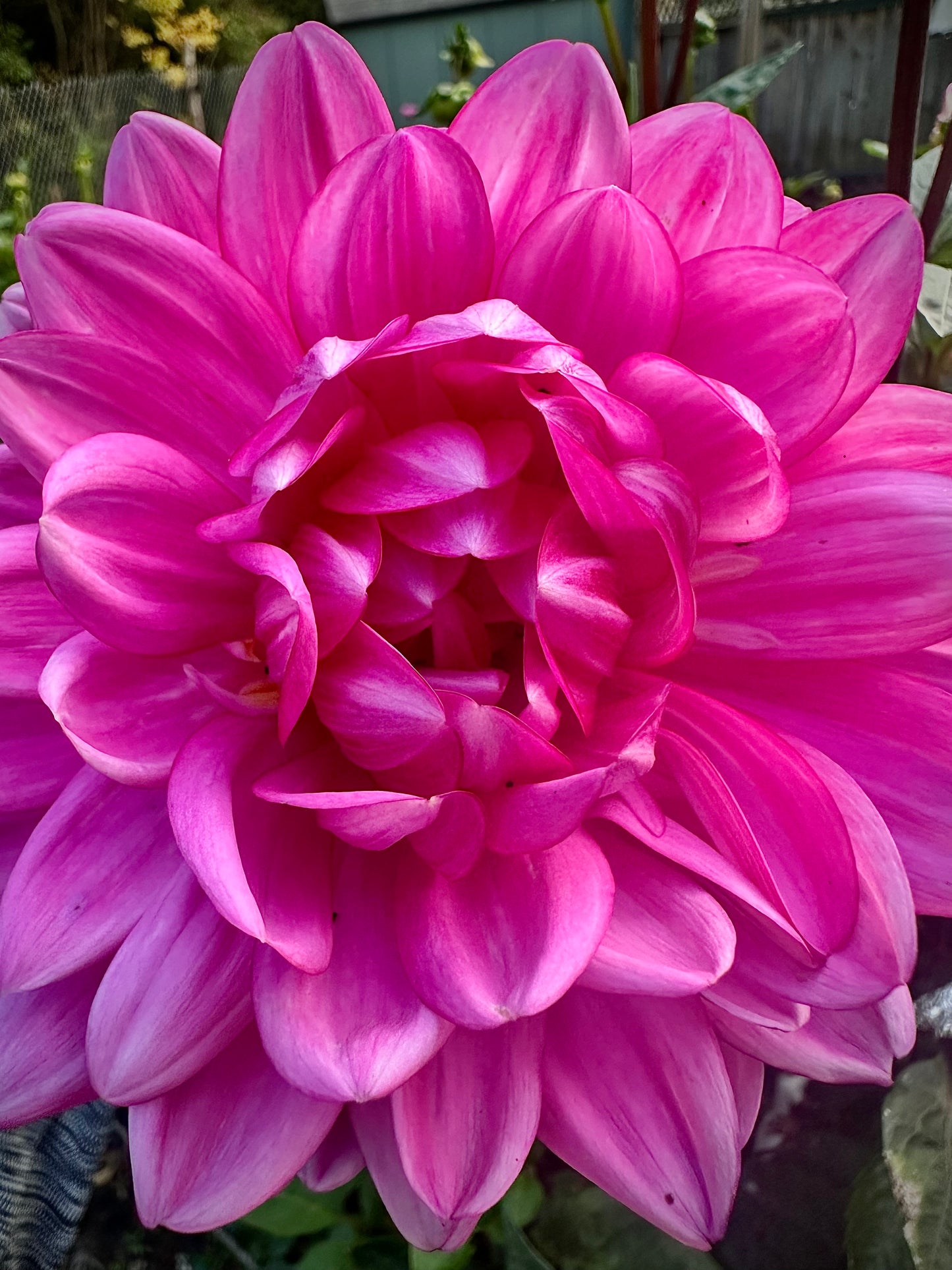 Sandia Lillian - Waterlily Dahlia Tuber