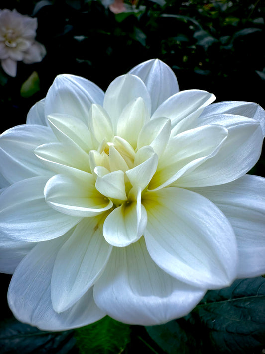 Sandia Isa - Waterlily Dahlia Tuber