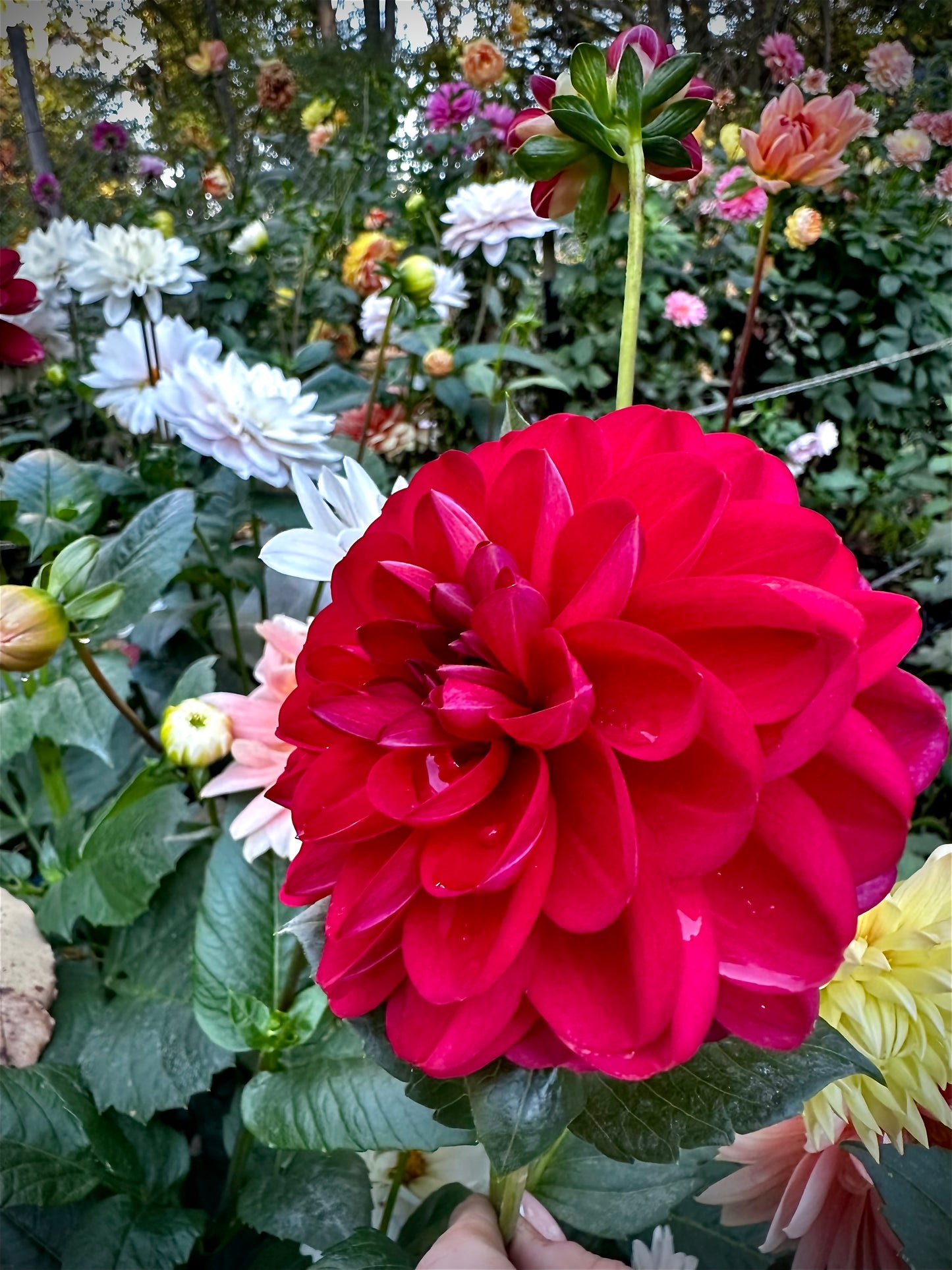 Javier G - Waterlily Dahlia Tuber