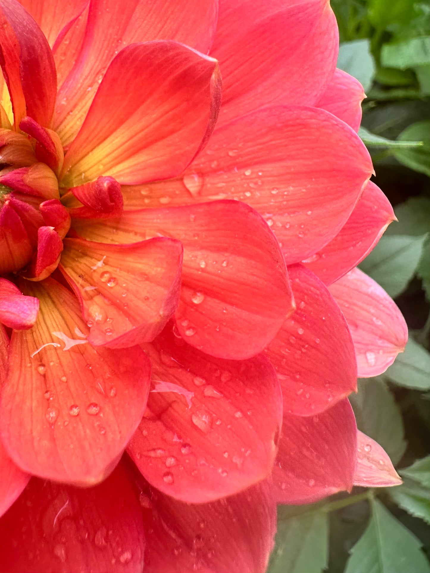 Hollyhill Daydream - Waterlily Dahlia Tuber