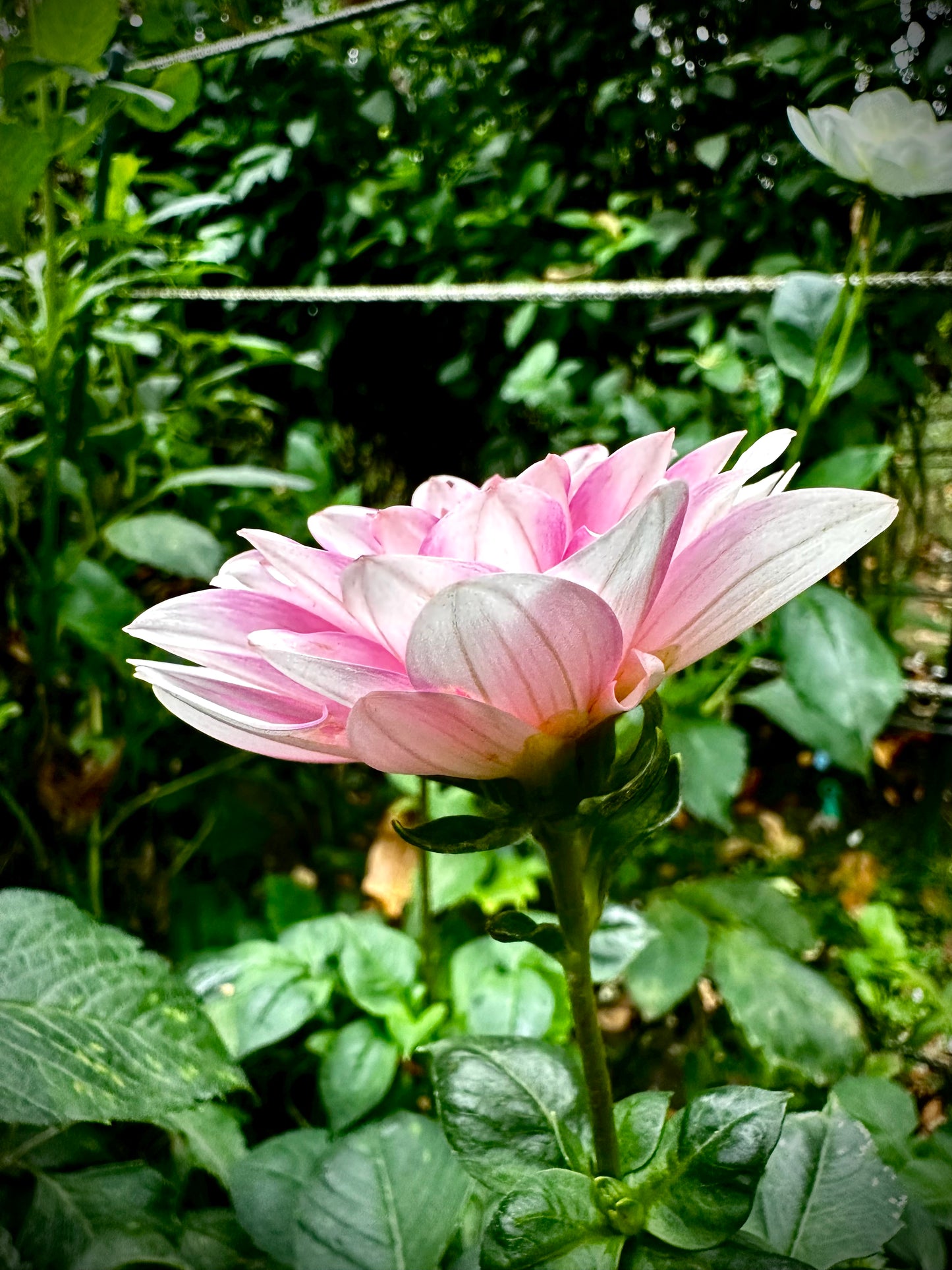 Pink Perception - Waterlily Dahlia Tuber