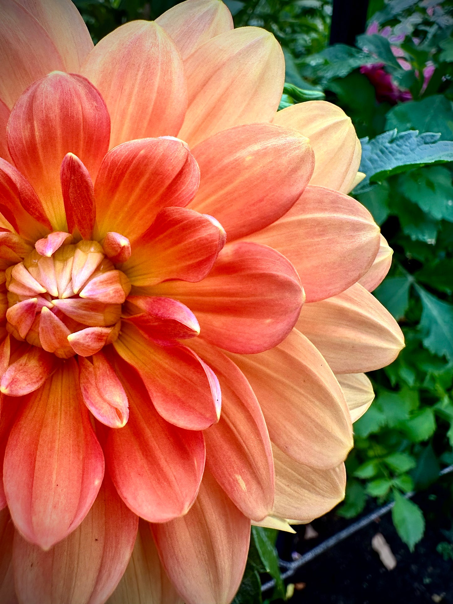 Sandia Susan - Waterlily Dahlia Tuber