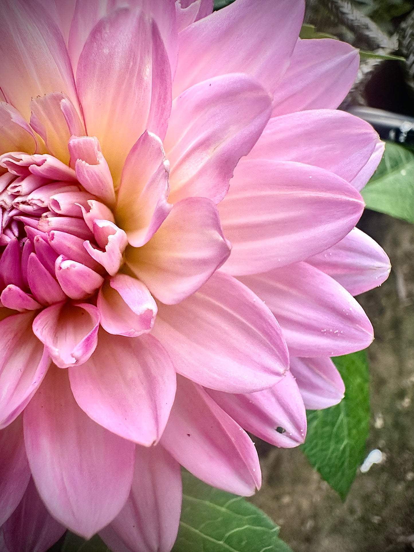 Ruthie G - Waterlily Dahlia Tuber