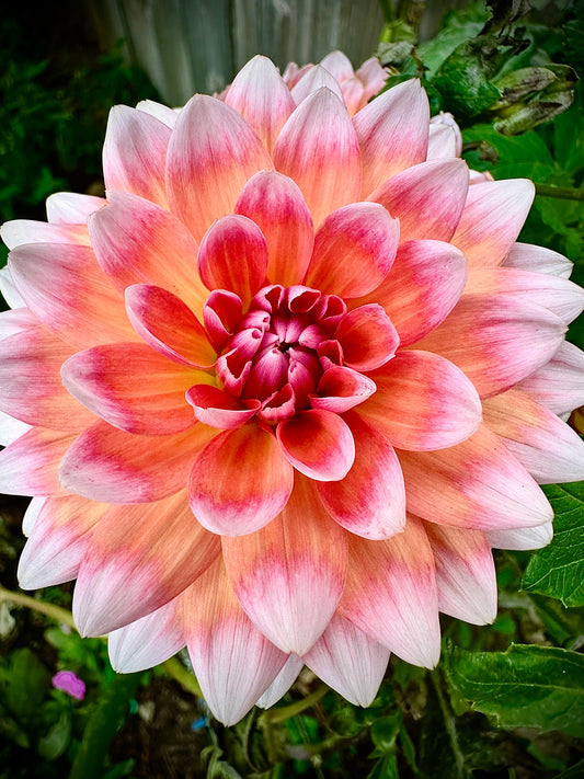 Sandia Candy Corn - Waterlily Dahlia Tuber