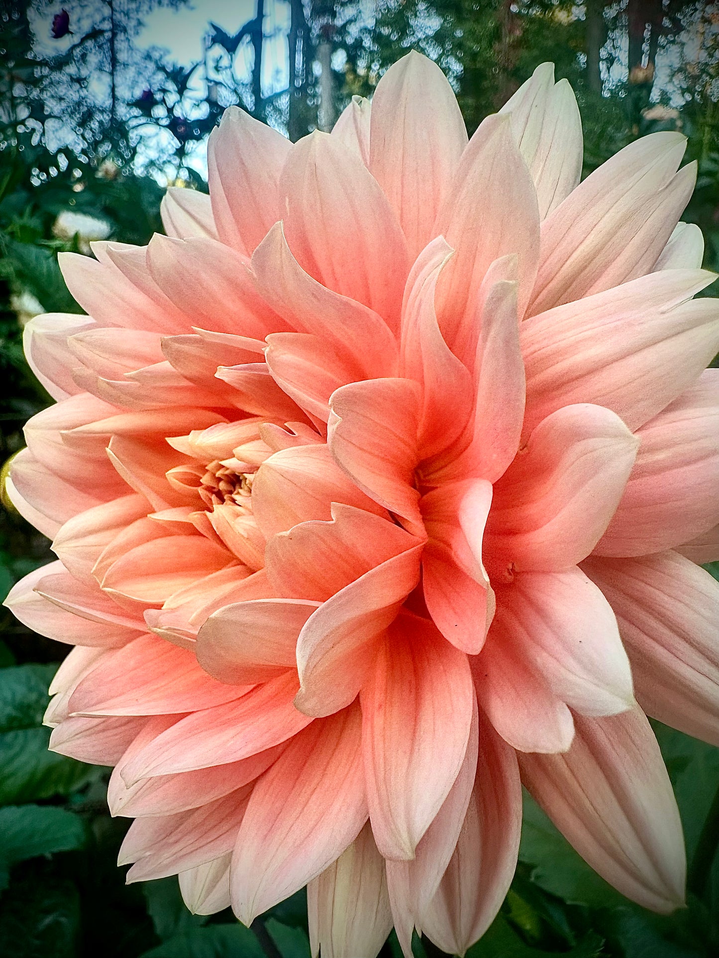 Carolina Wageman - Waterlily Dahlia Tuber