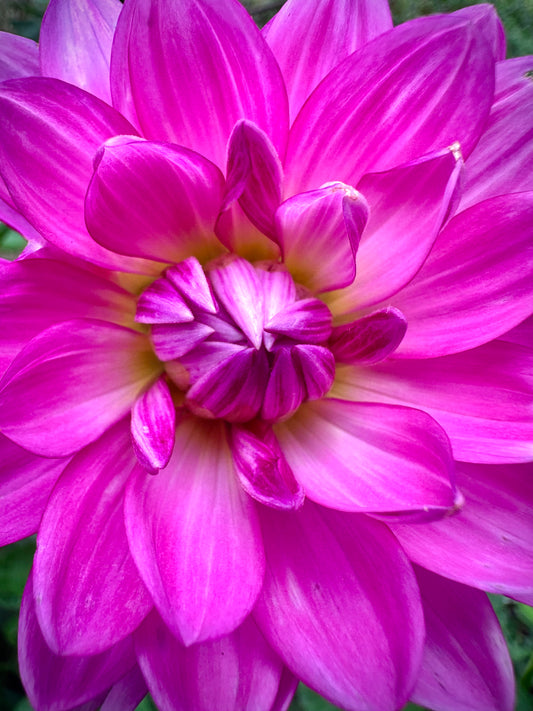 Sandia Lillian - Waterlily Dahlia Tuber