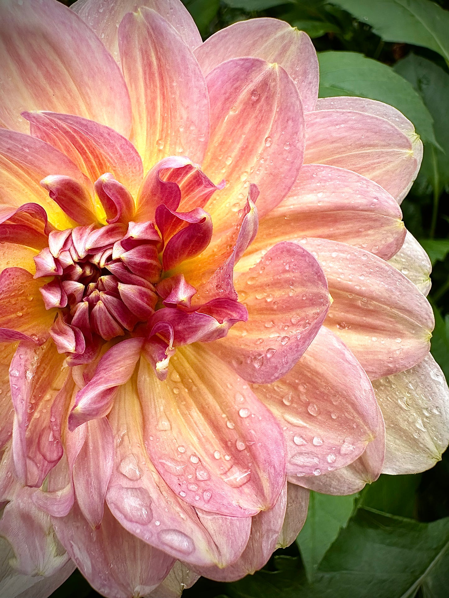 Chimacum Cathleen - Waterlily Dahlia Tuber