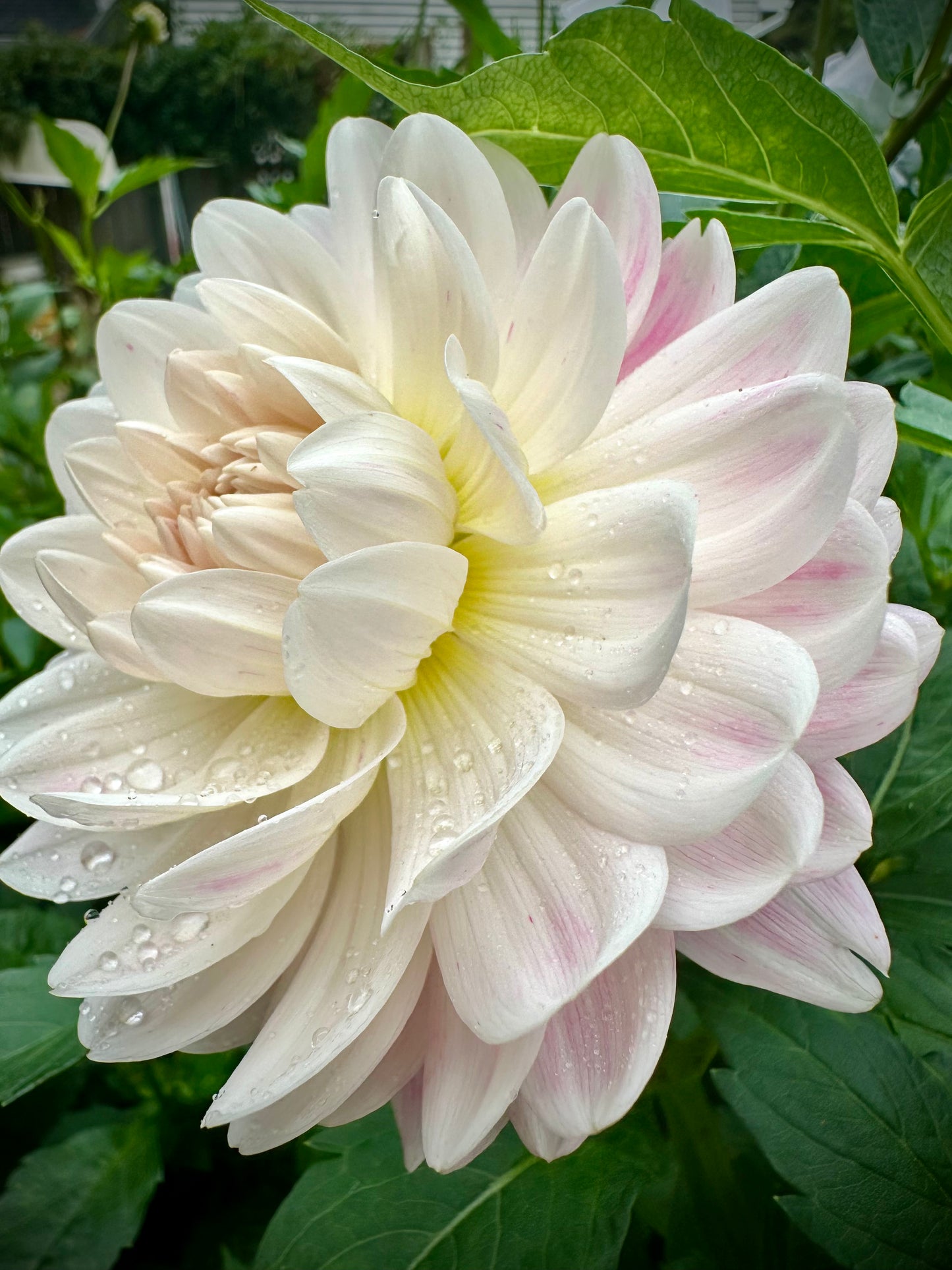 Kelgai Ann - Waterlily Dahlia Tuber